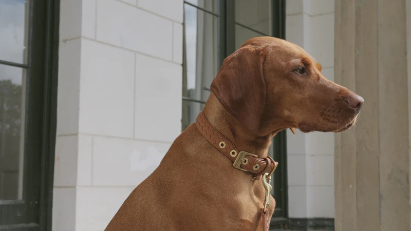 Stijlvolle Luxe voor Uw Hond