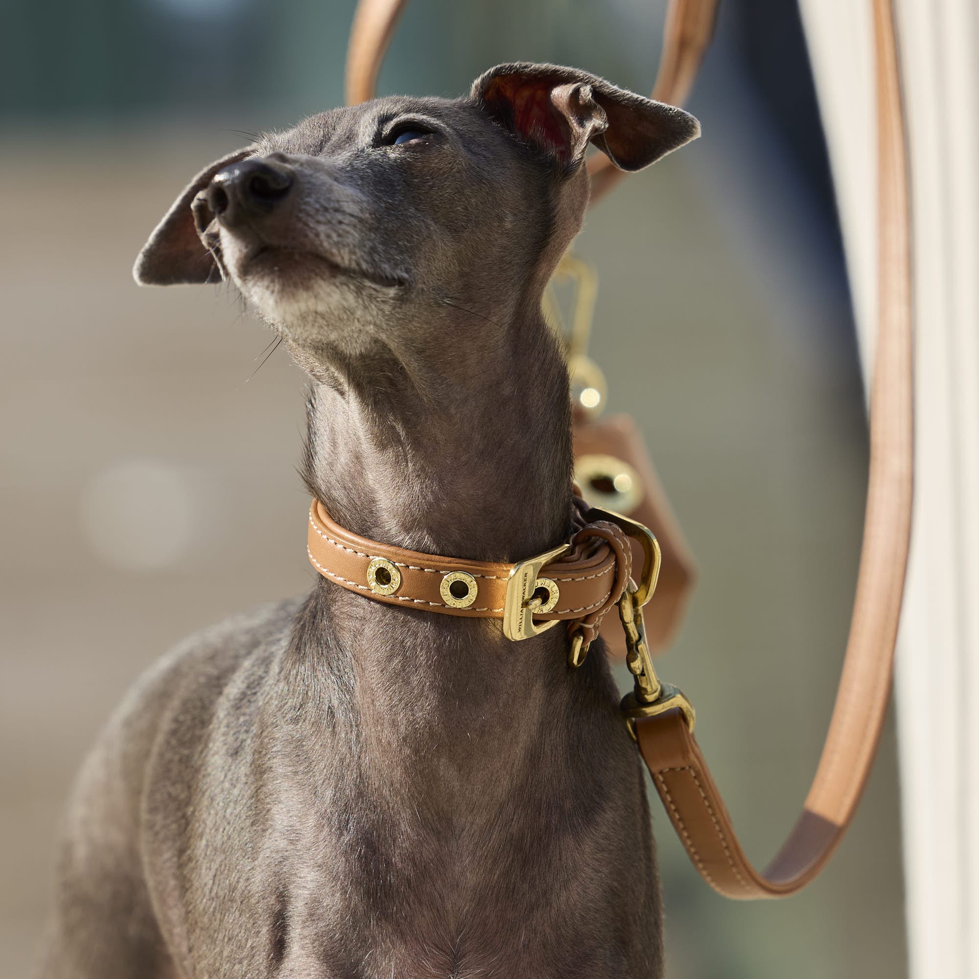Glad leer halsband Caramel (Bruin) - Image 11