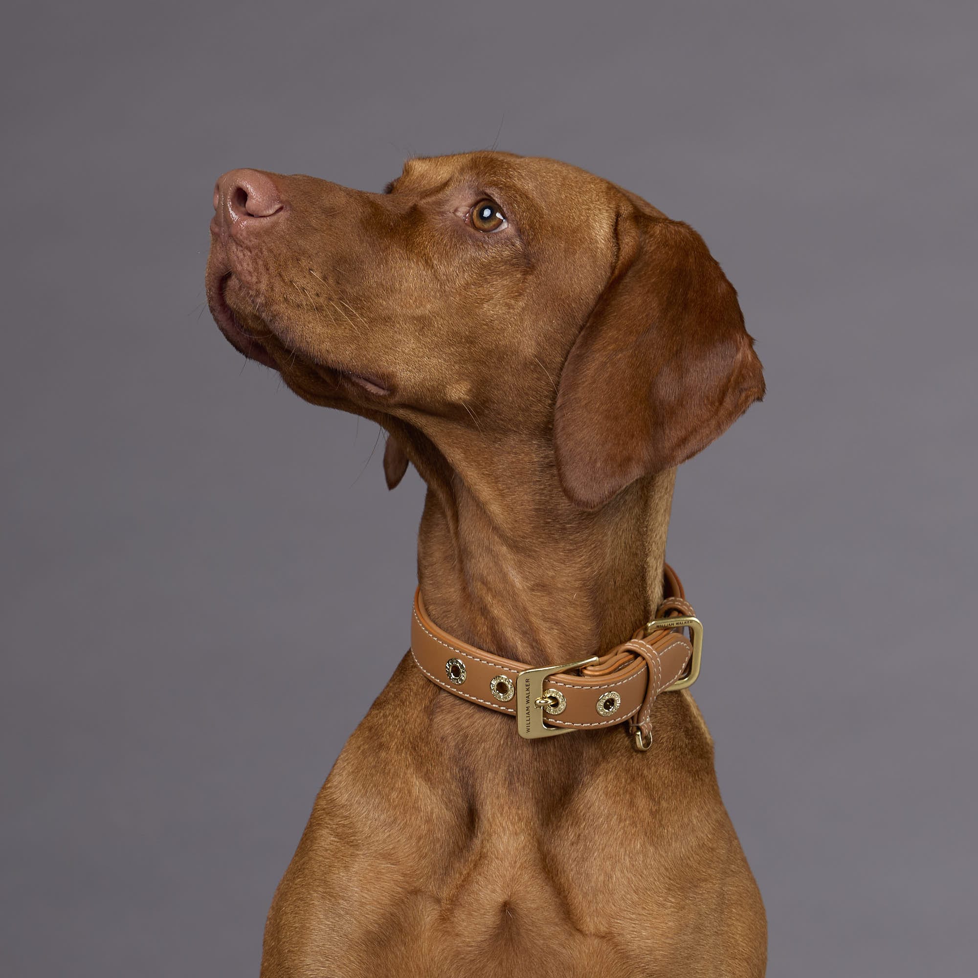 Glad leer halsband Caramel (Bruin) - Image 7