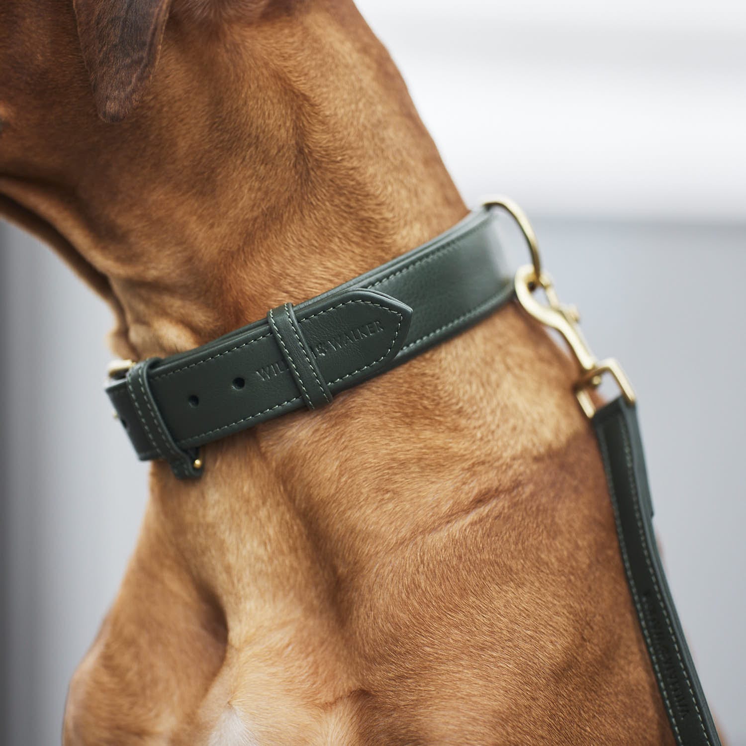 Leren halsband Dark Moss (bosgroen) - Image 20