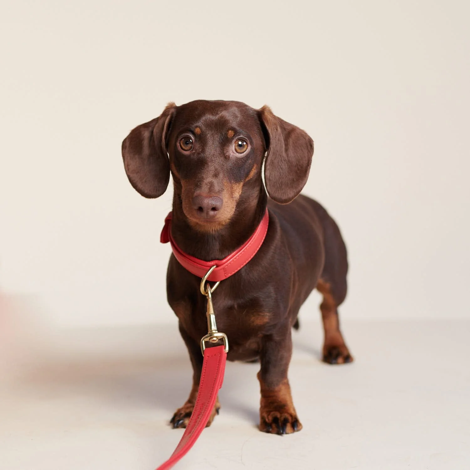 Leren halsband voor honden Chili (Rood) - Image 10