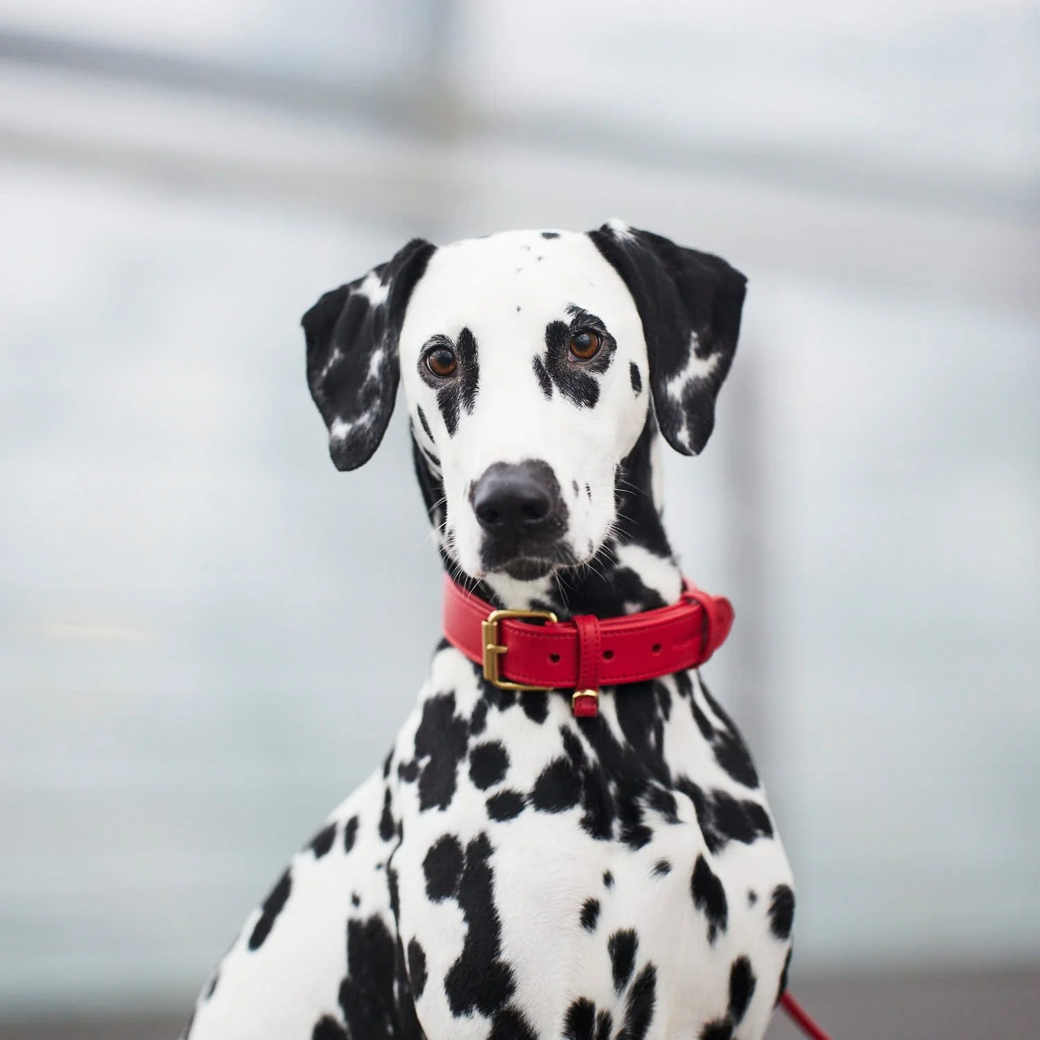Leren halsband voor honden Chili (Rood) - Image 11