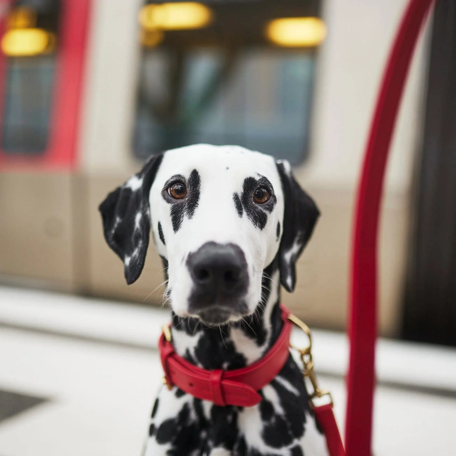 Leren halsband voor honden Chili (Rood) - Image 14