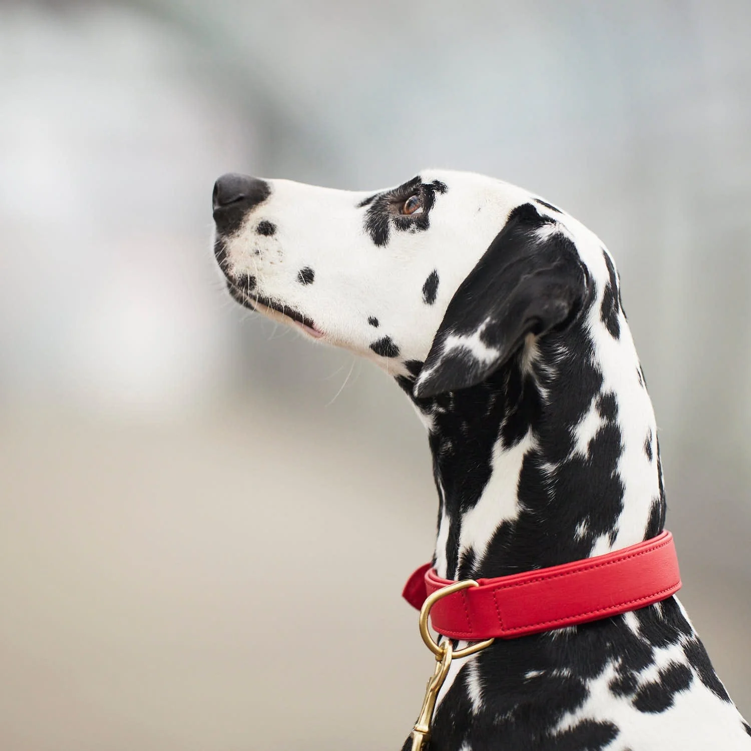 Leren halsband voor honden Chili (Rood) - Image 16