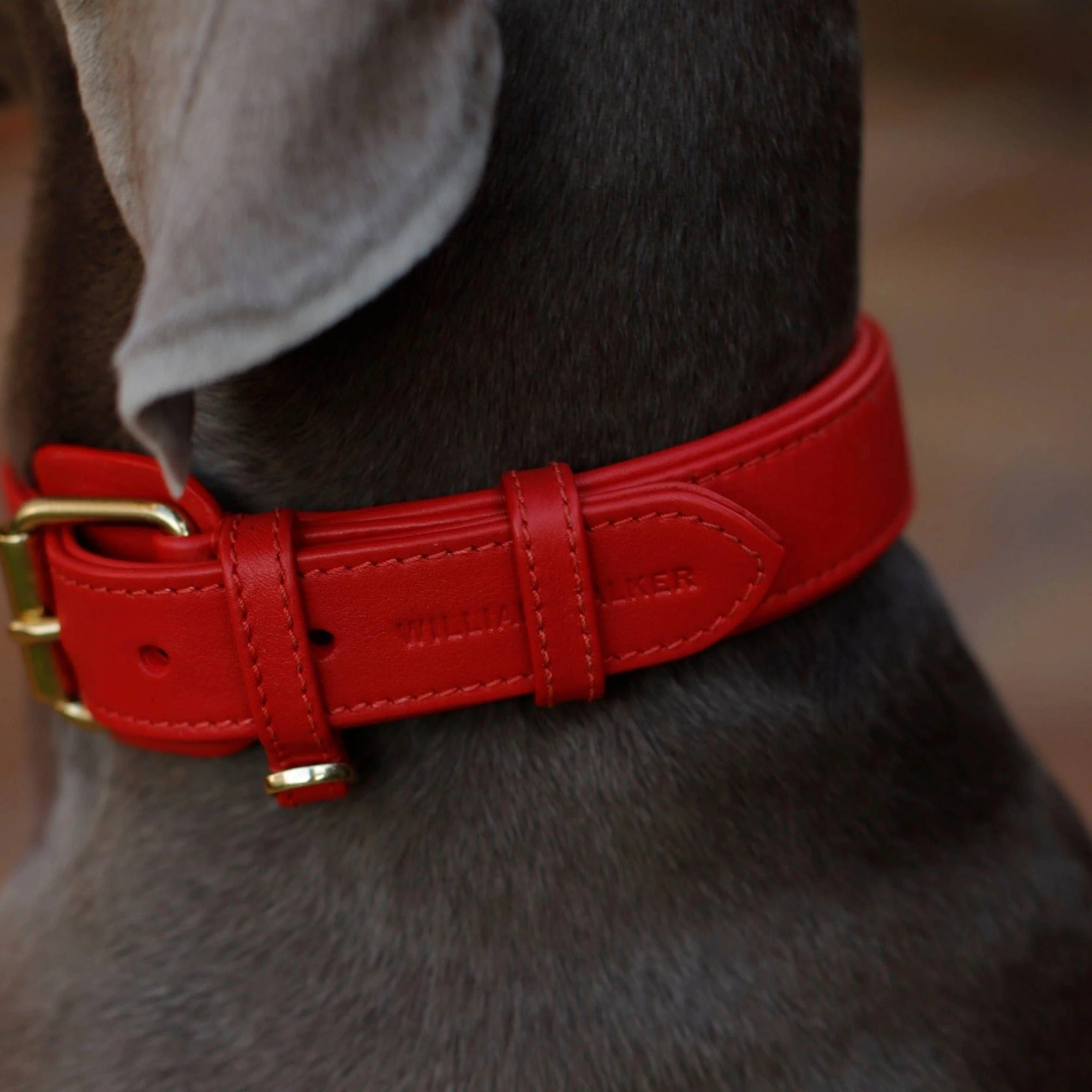 Leren halsband voor honden Chili (Rood) - Image 19