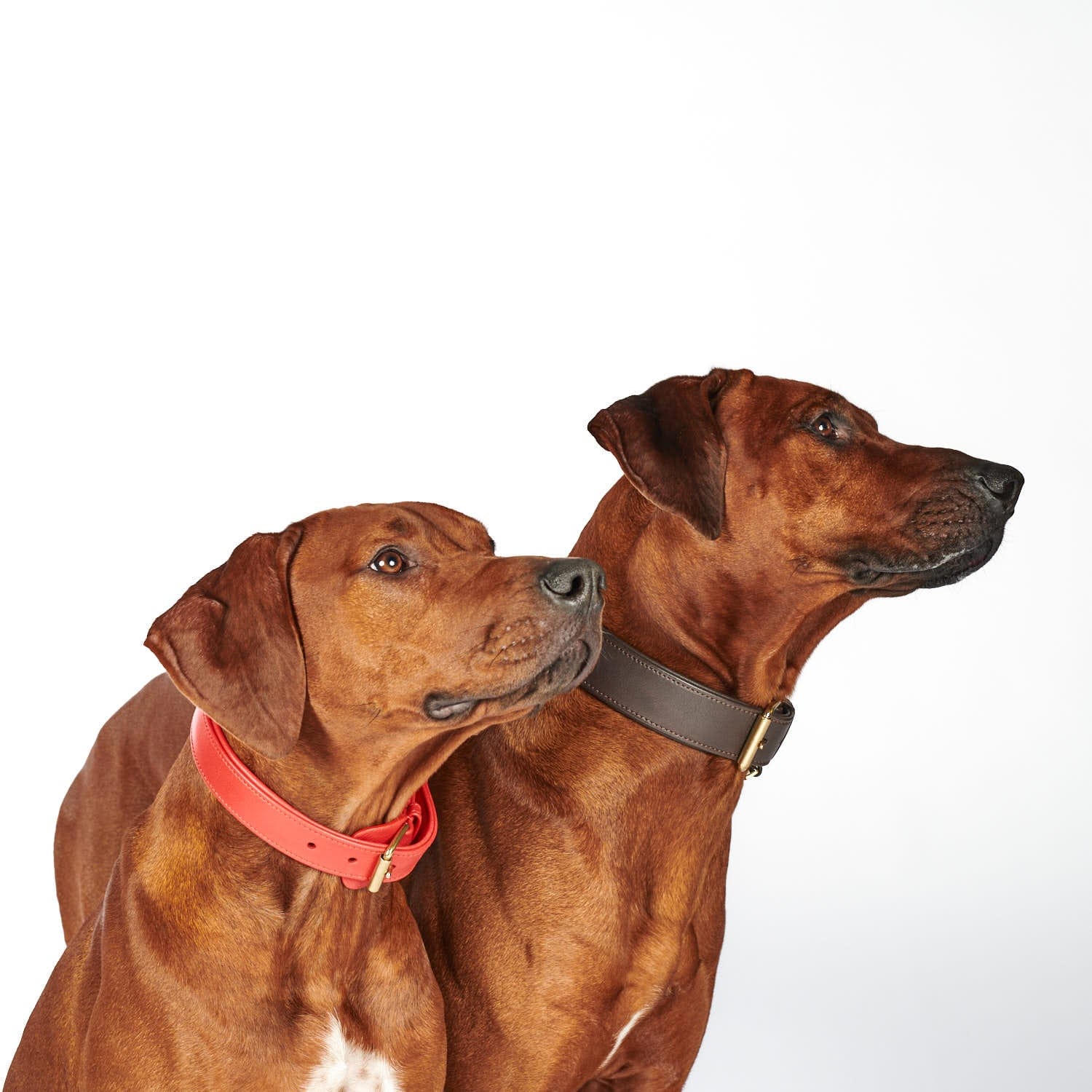 Leren halsband voor honden Chili (Rood) - Image 22
