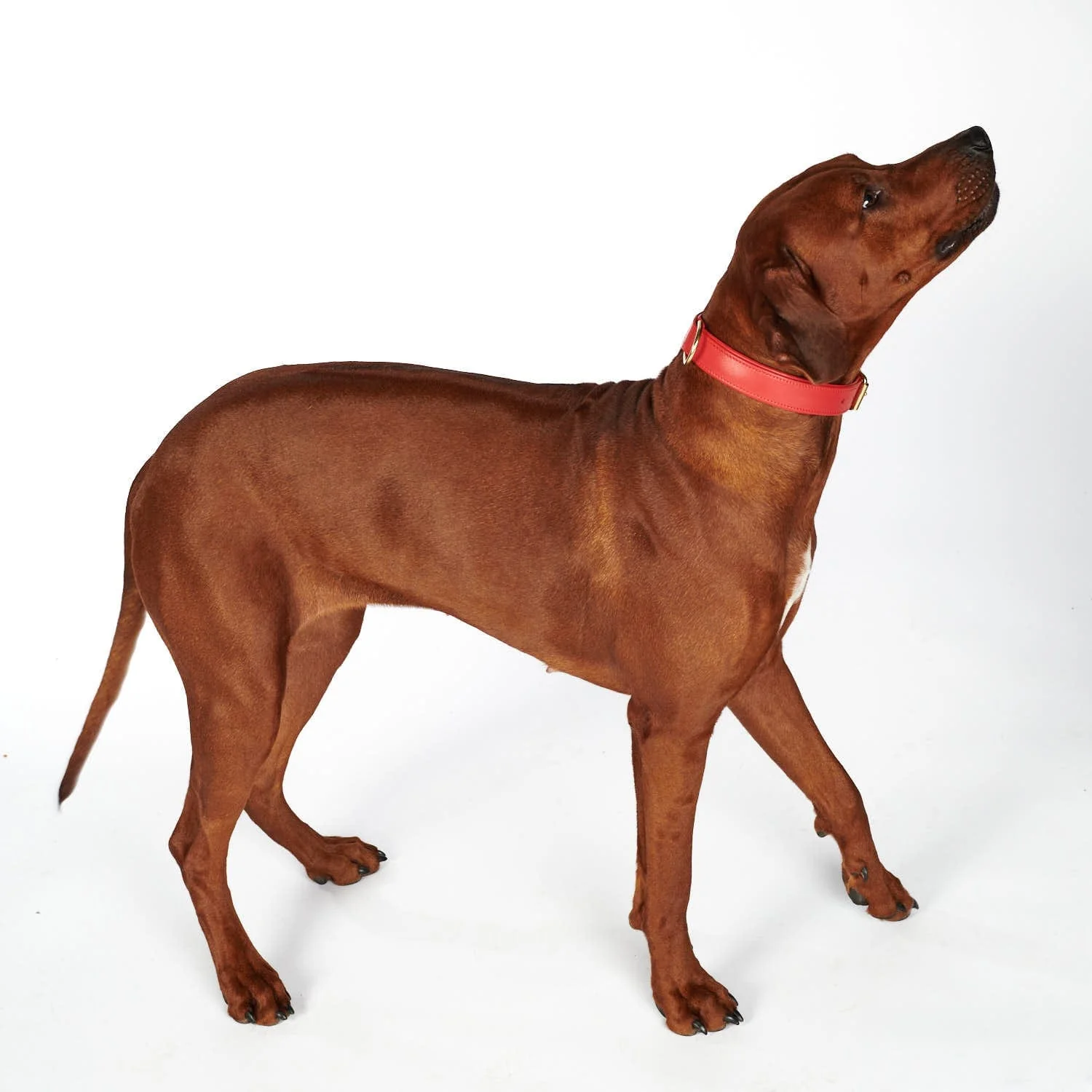 Leren halsband voor honden Chili (Rood) - Image 23