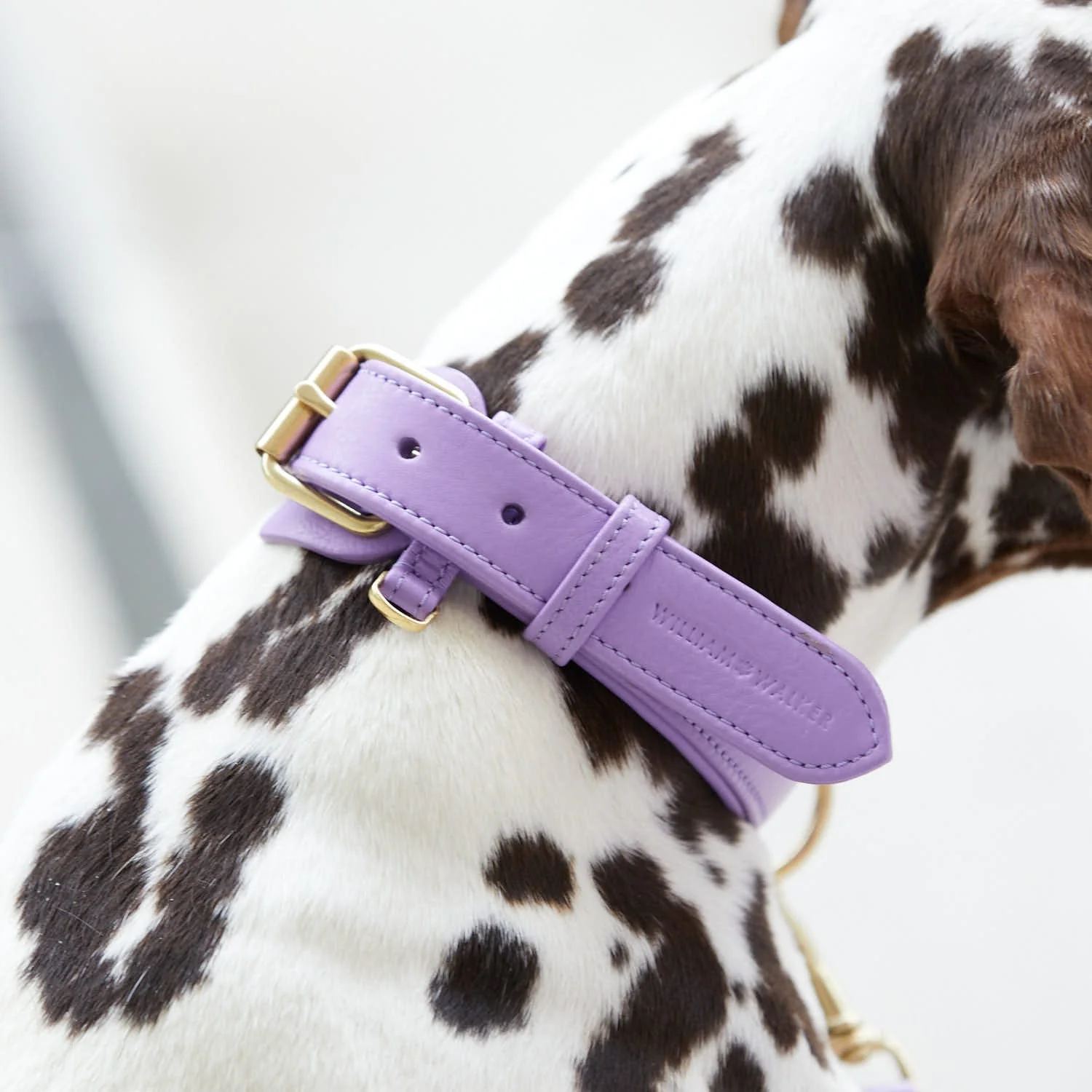 Leren halsband voor honden Lavender (Paars) - Image 11
