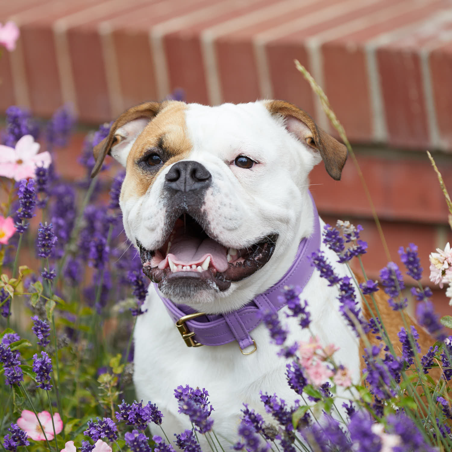 Leren halsband voor honden Lavender (Paars) - Image 12