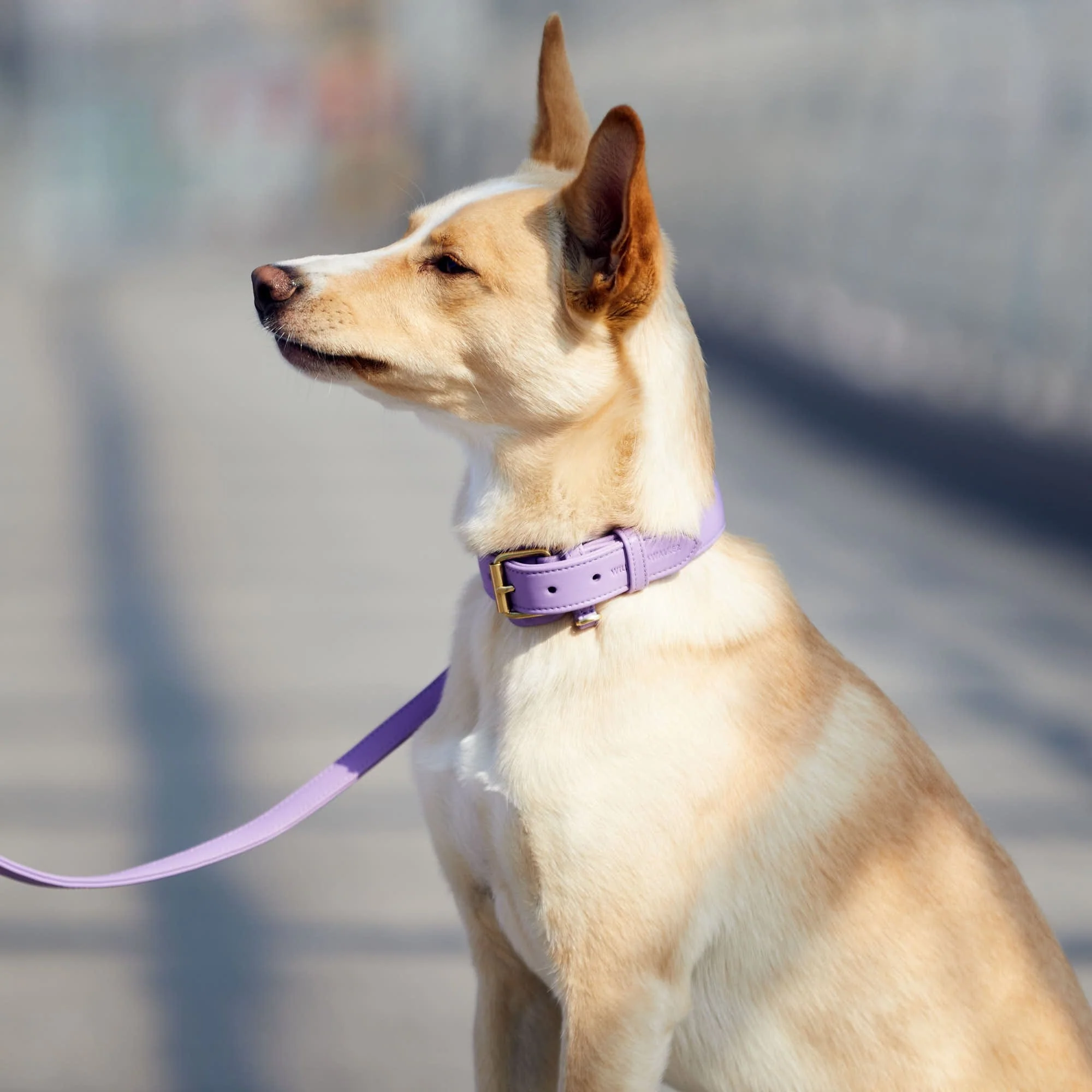 Leren halsband voor honden Lavender (Paars) - Image 13