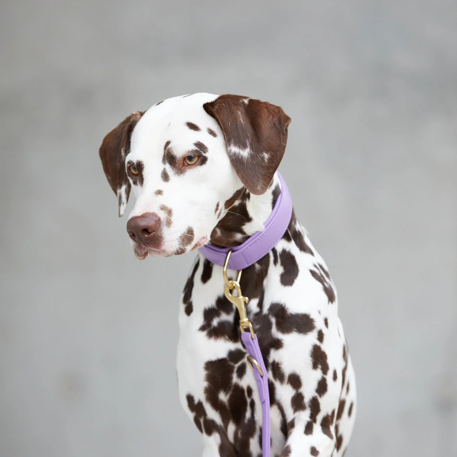 Leren halsband voor honden Lavender (Paars) - Image 9