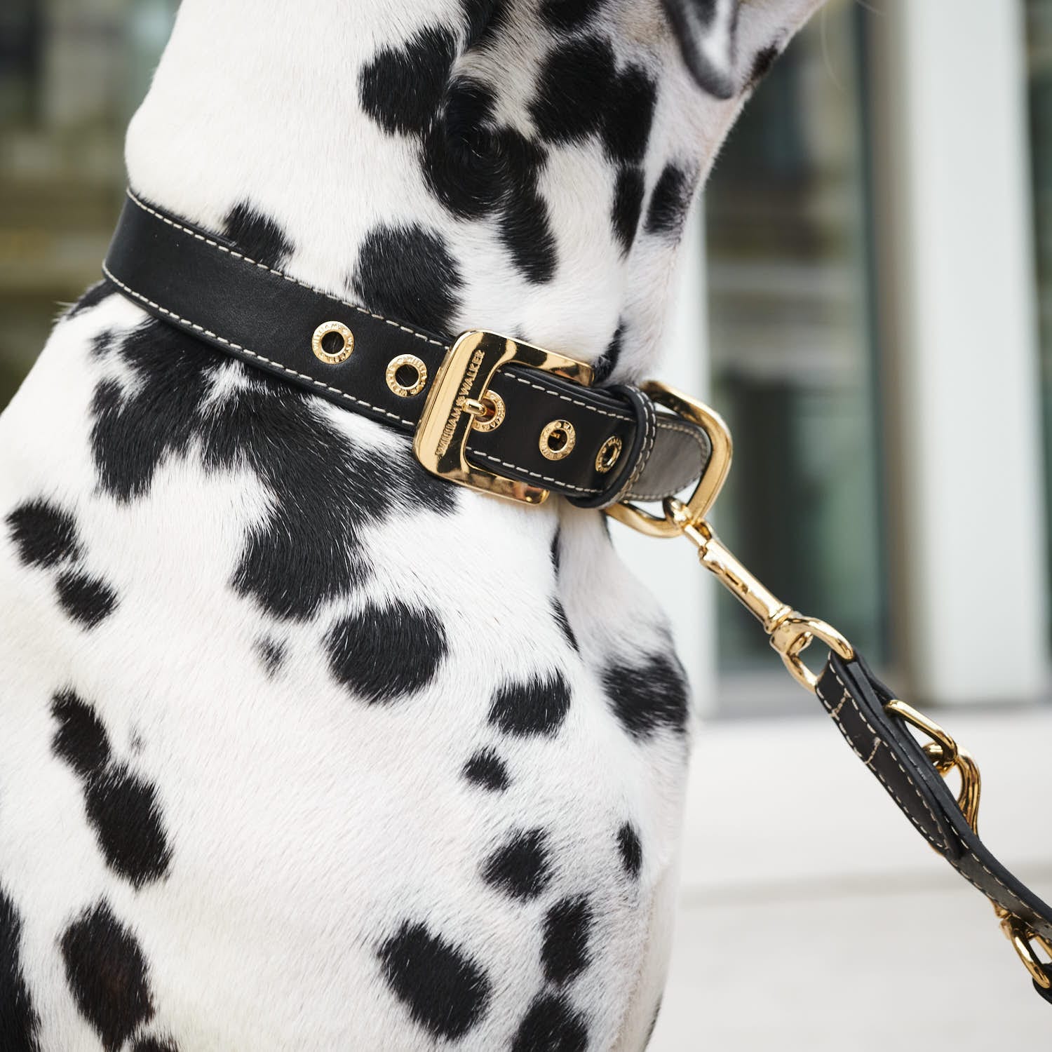 Leren halsband Noir (Zwart) (Uitfaseringmodel) - Image 8