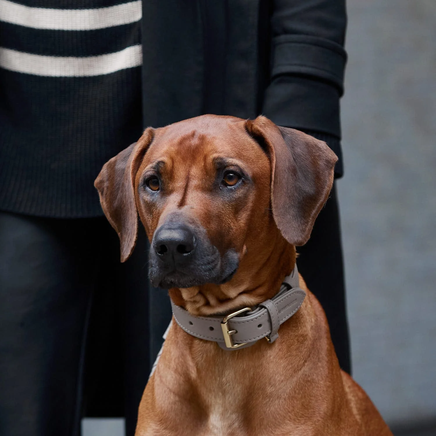 Leren halsband voor honden Sand (Beige) - Image 10