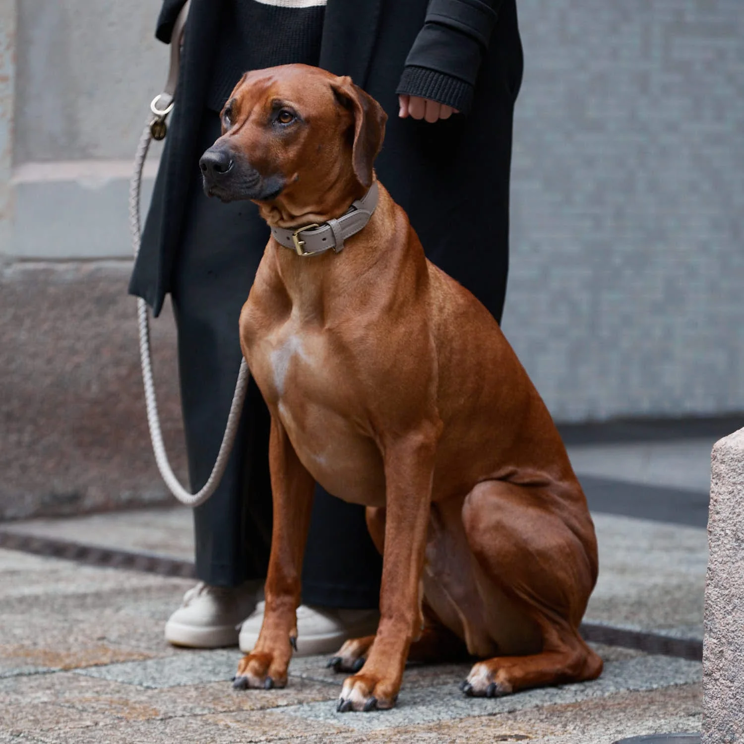 Leren halsband voor honden Sand (Beige) - Image 11