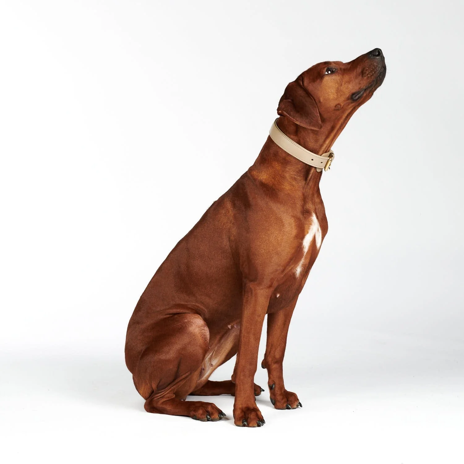 Leren halsband voor honden Sand (Beige) - Image 14