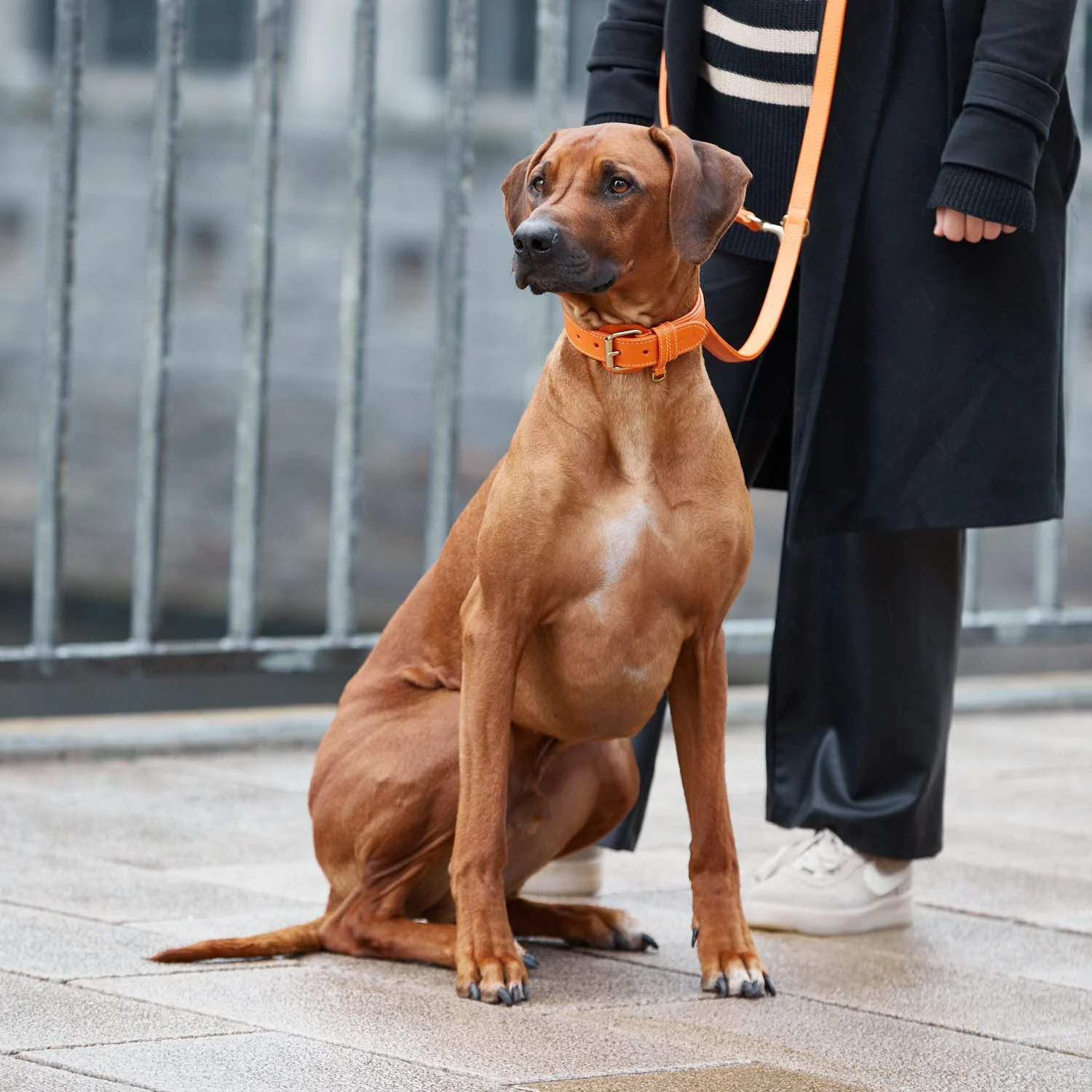 Hoogwaardig Leer Hondenriem Amber (Oranje) - Image 13