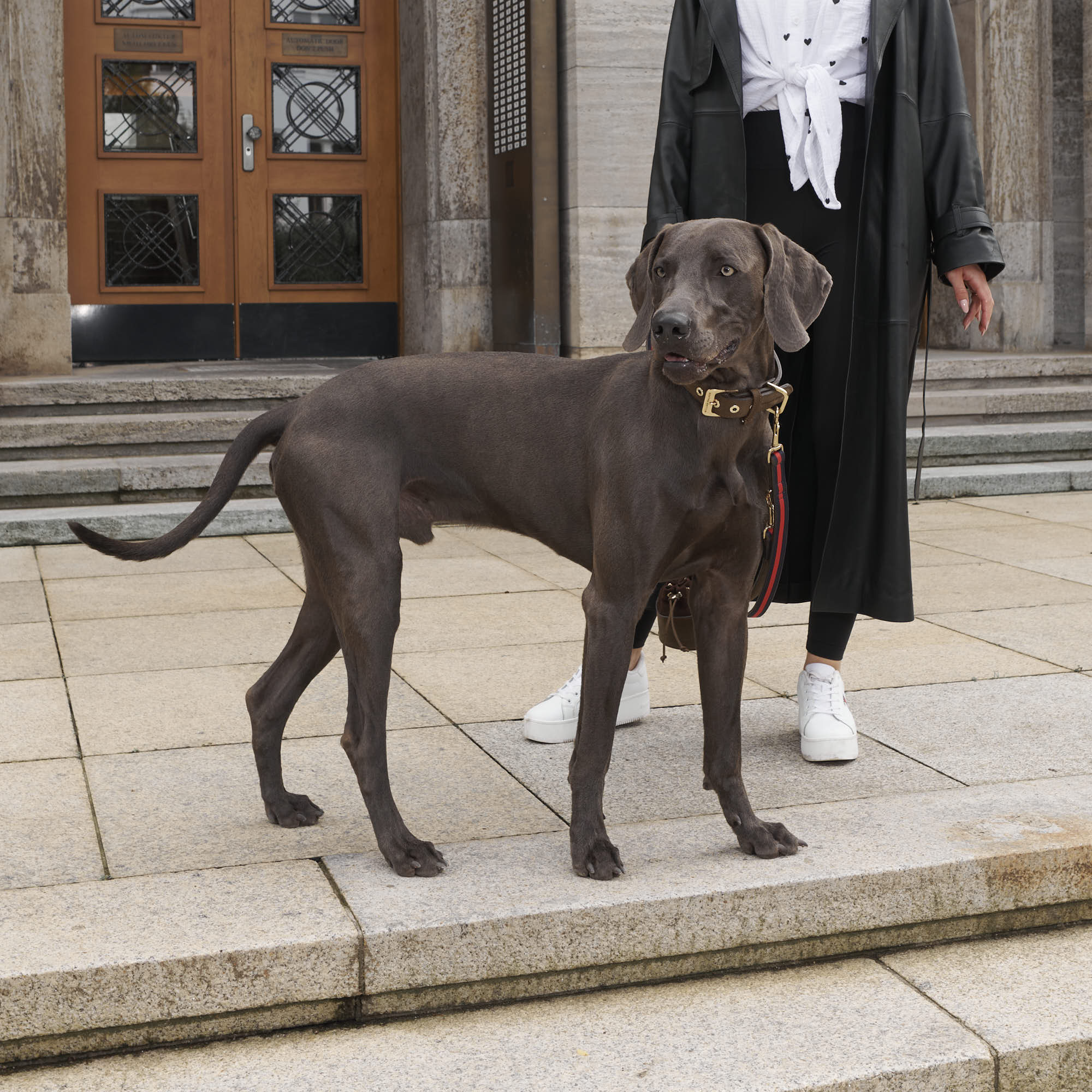 Hoogwaardig Leer Hondenriem Charles // Limited - Image 11