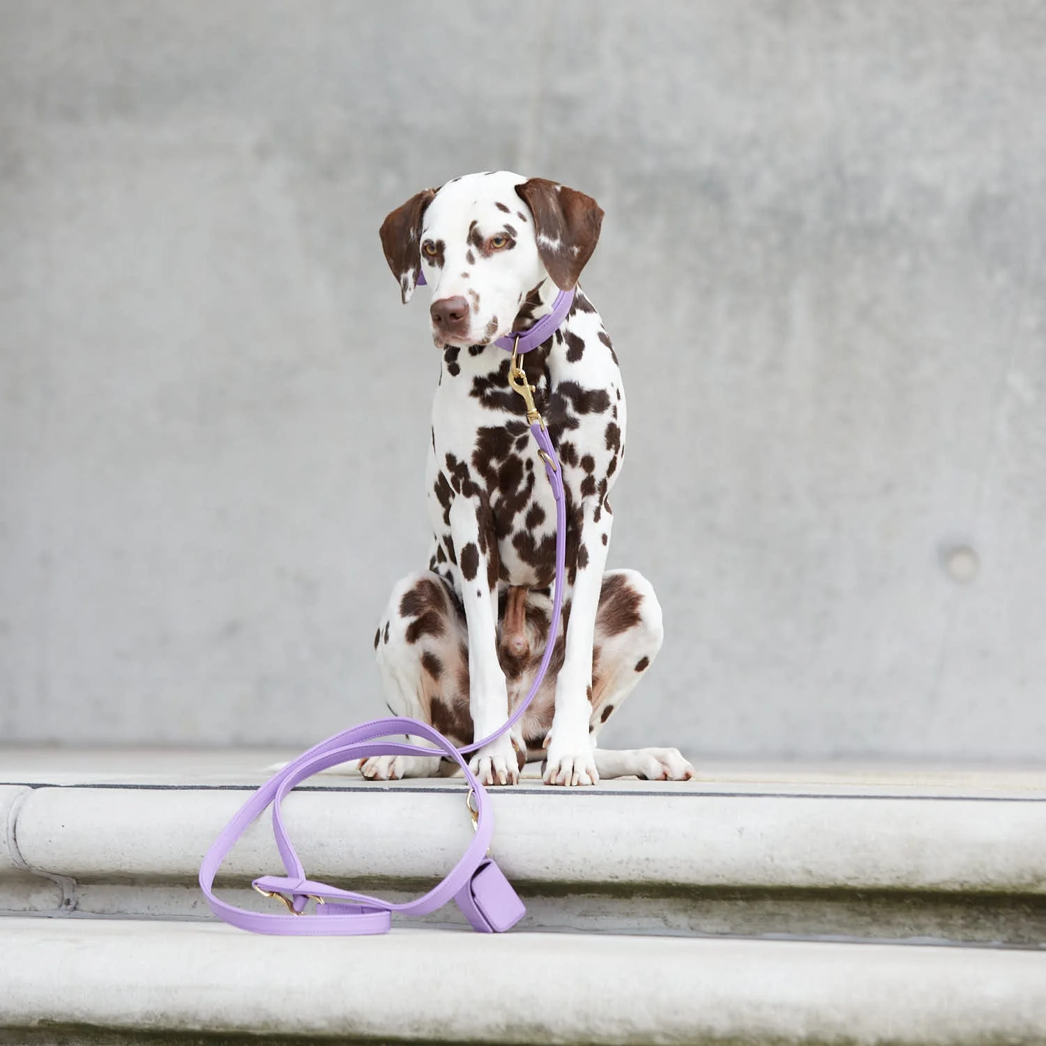 Hoogwaardig Leren Hondenriem Lavender (Paars) - Image 11