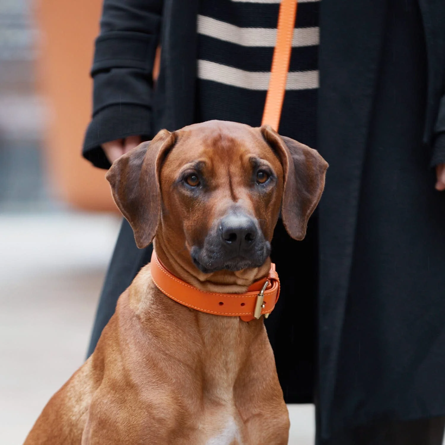 Leren halsband Amber (Oranje) - Image 10