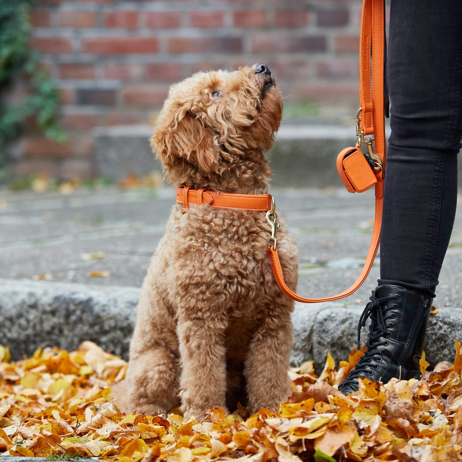 Leren halsband Amber (Oranje) - Image 13