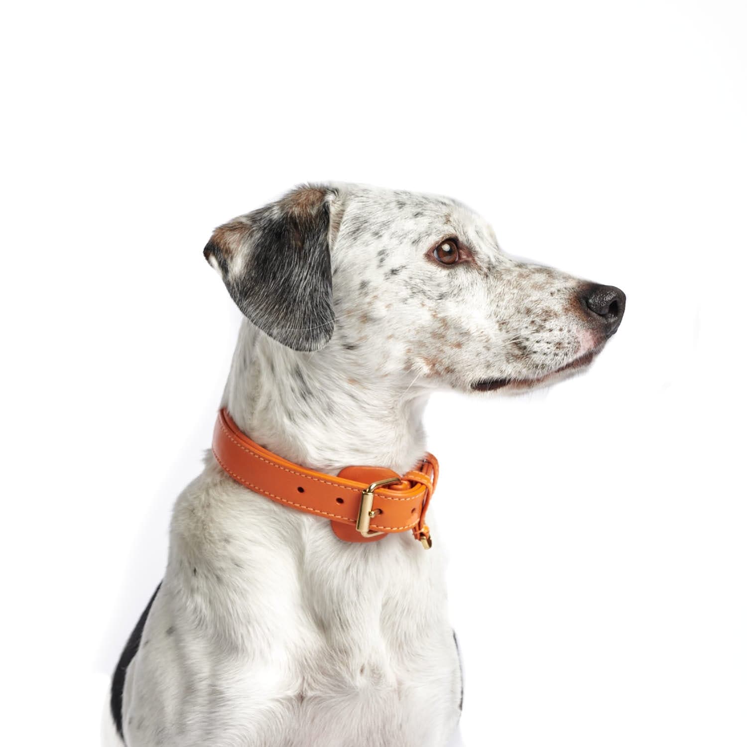 Leren halsband Amber (Oranje) - Image 18