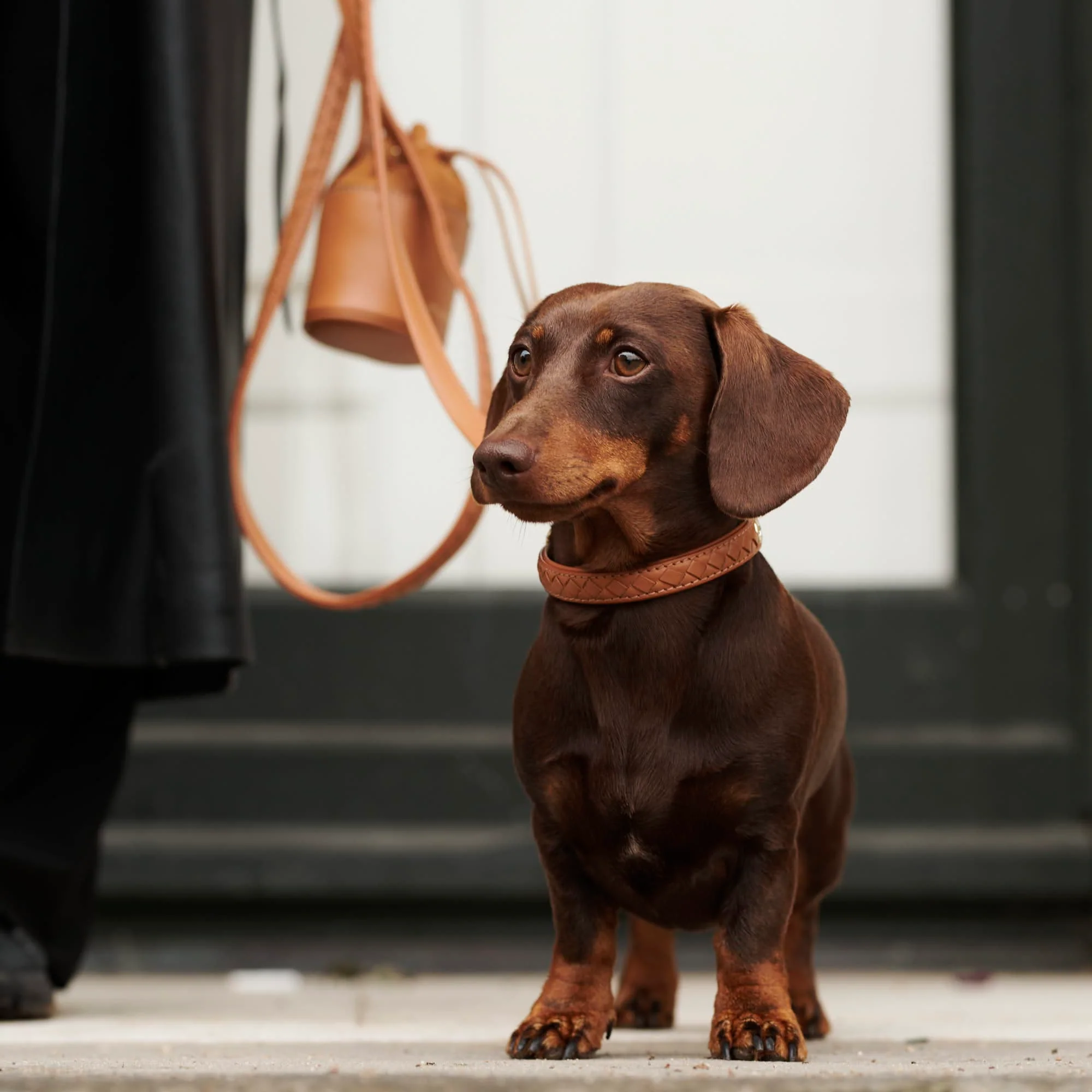 Leren halsband Prestige Caramel (bruin) - Image 21