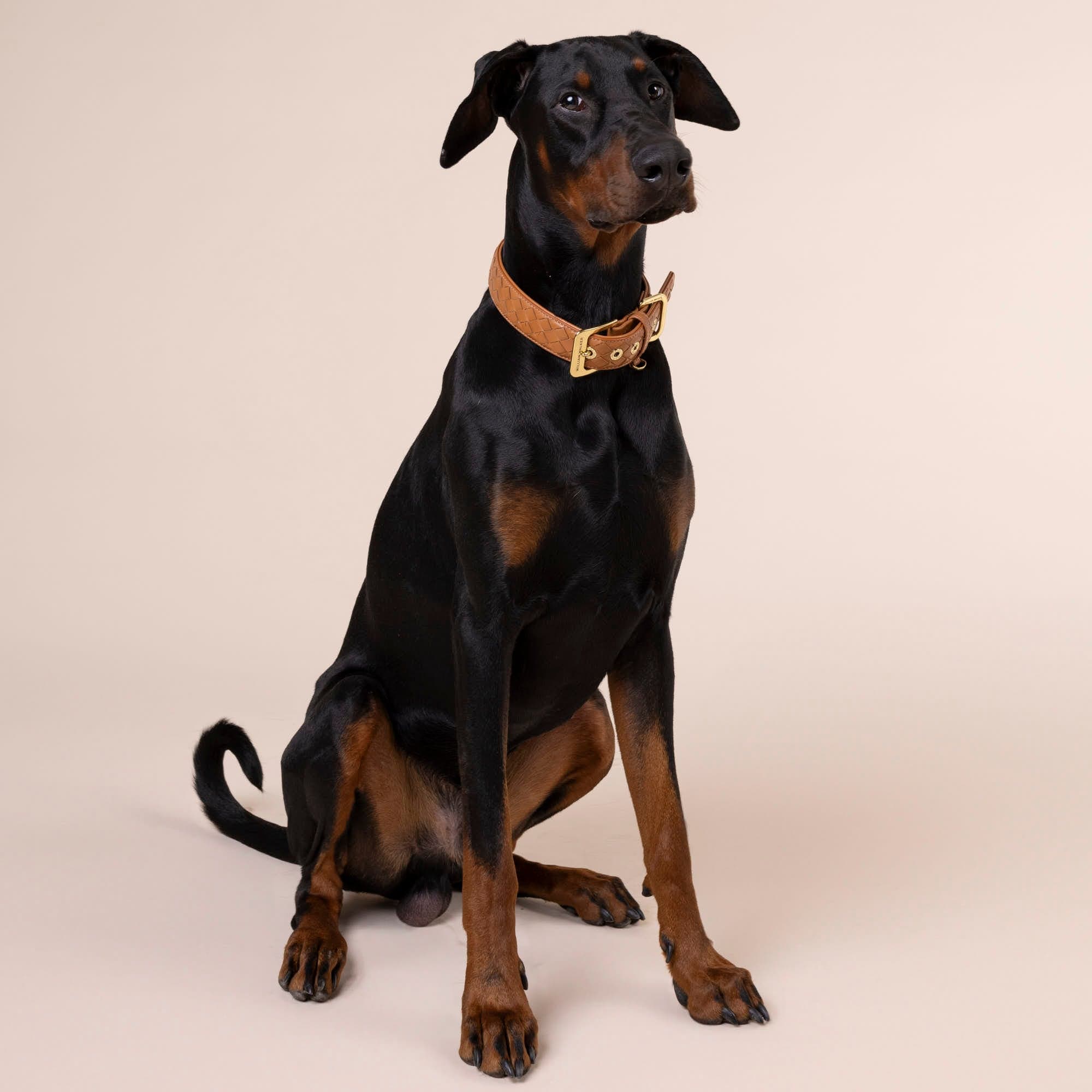 Leren halsband Prestige Caramel (bruin) - Image 7