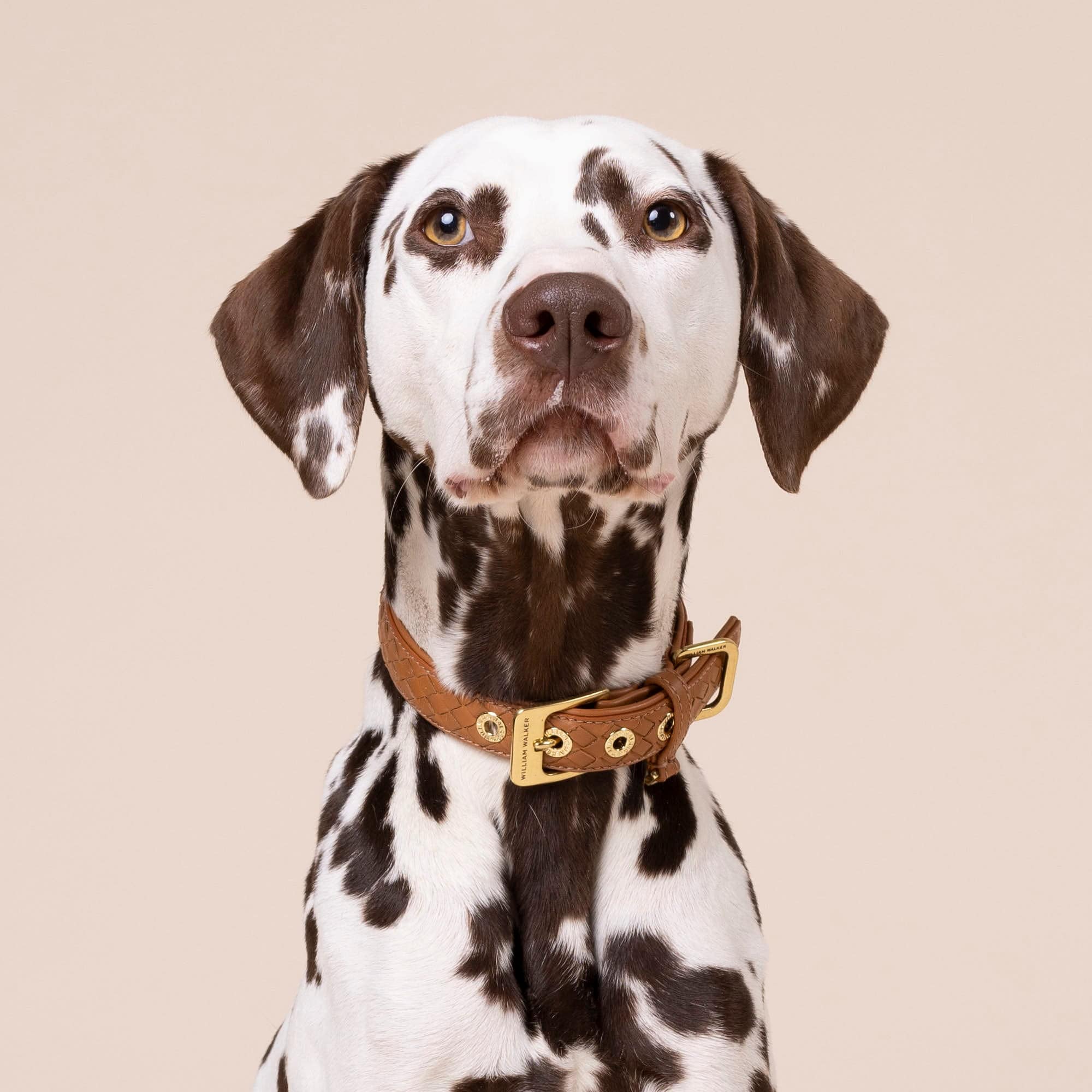Leren halsband Prestige Caramel (bruin) - Image 8