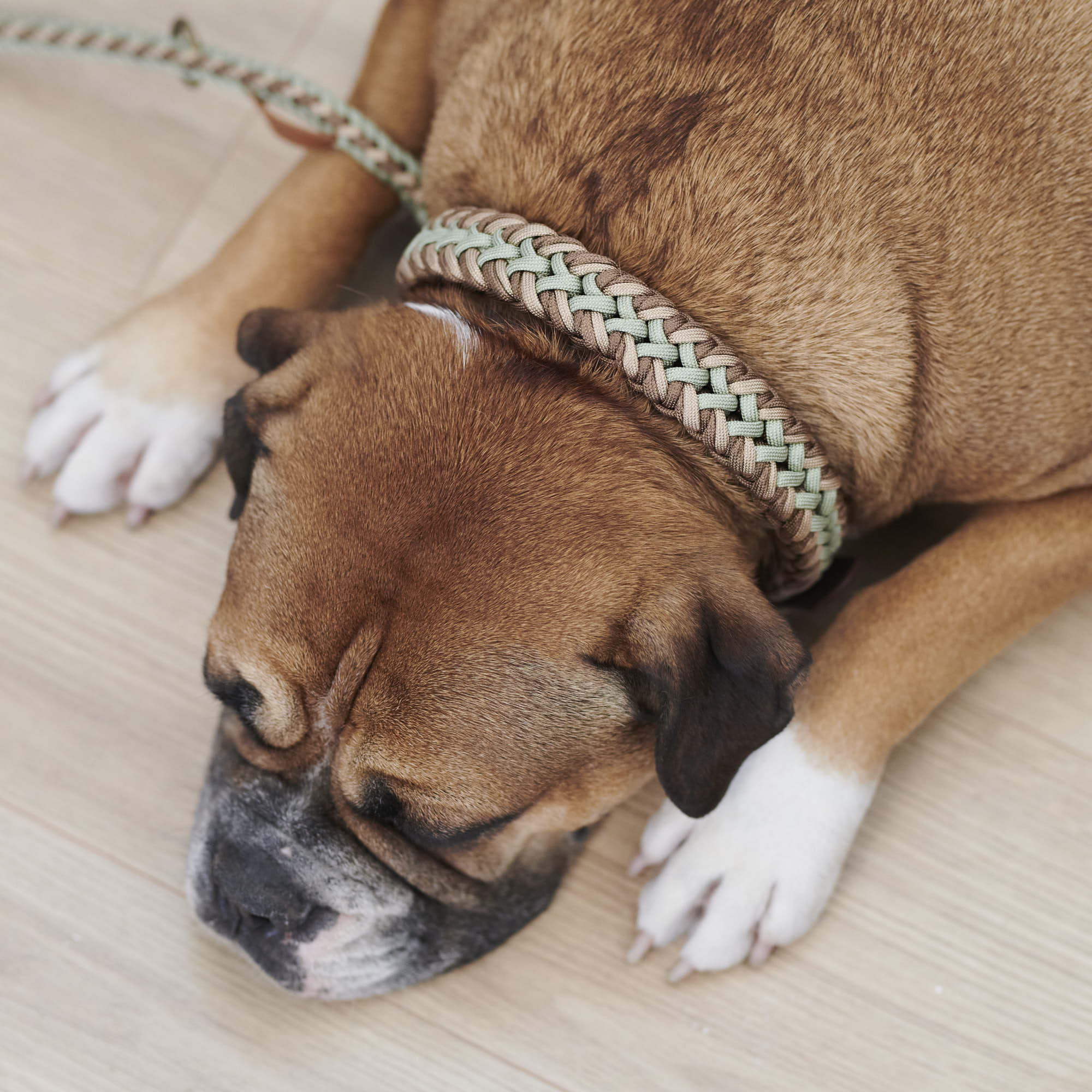Paracord BioThane® halsband Shire - Image 15