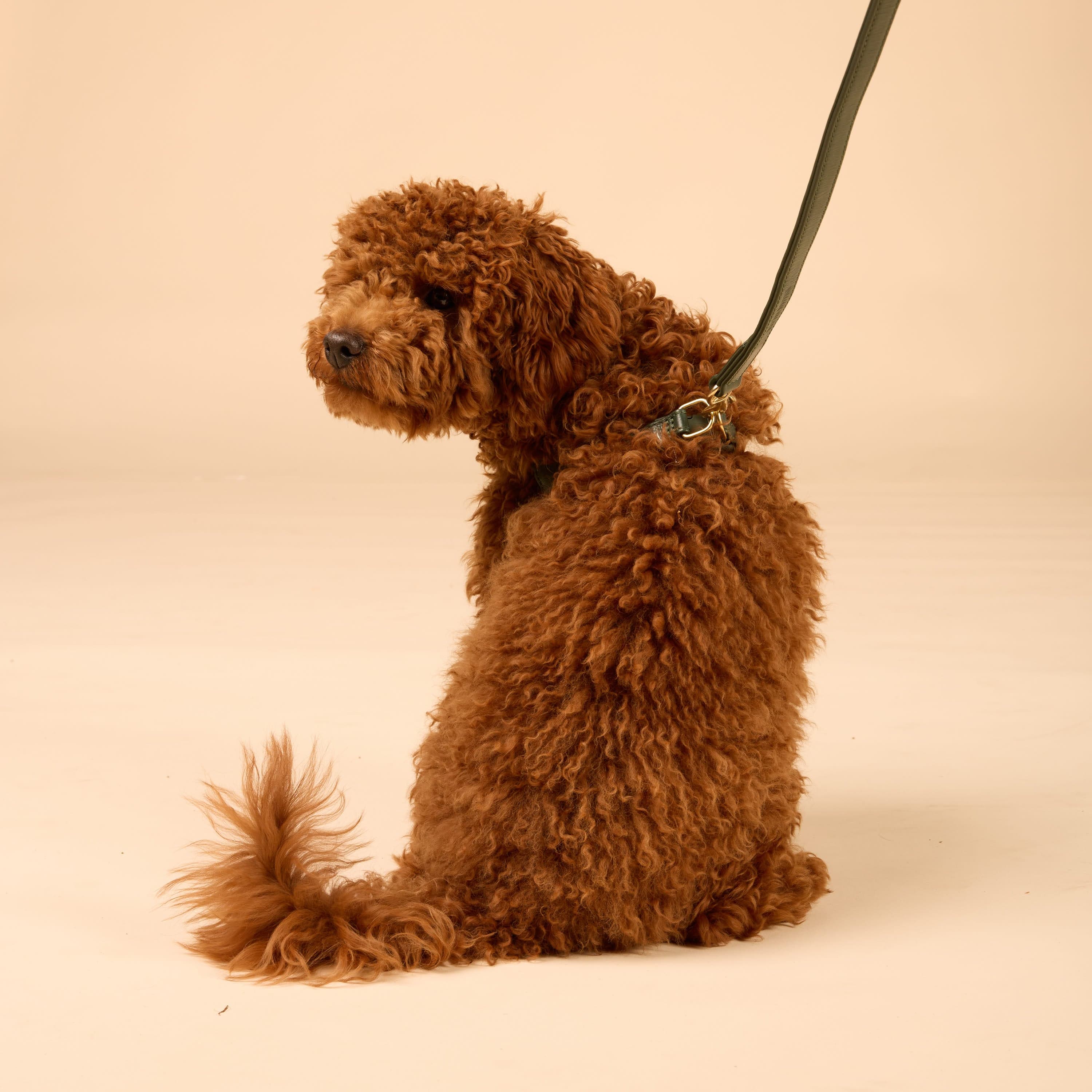 Step-In Leren Hondentuig Pico voor Kleine Honden - Image 75