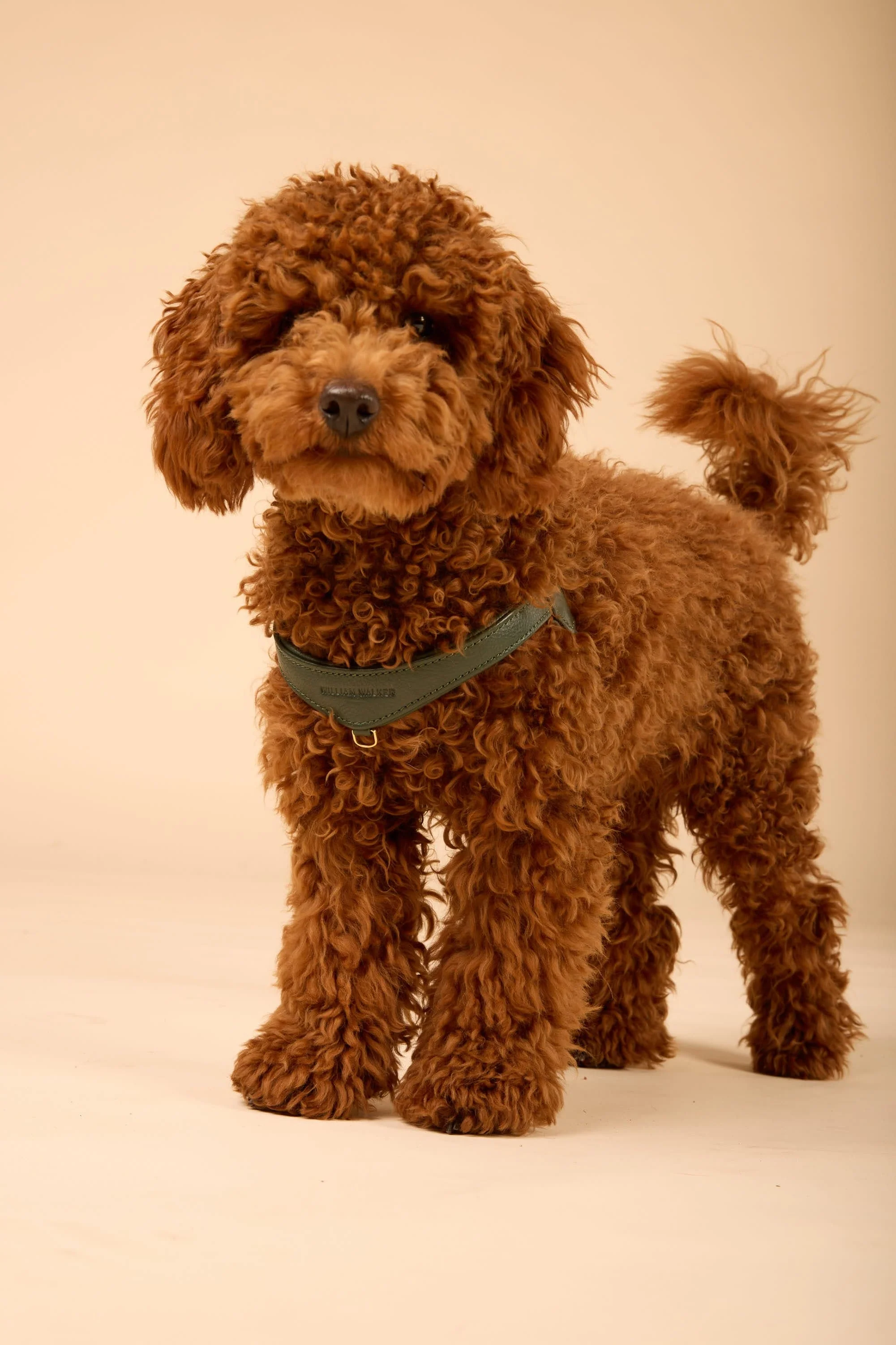 Step-In Leren Hondentuig Pico voor Kleine Honden - Image 76