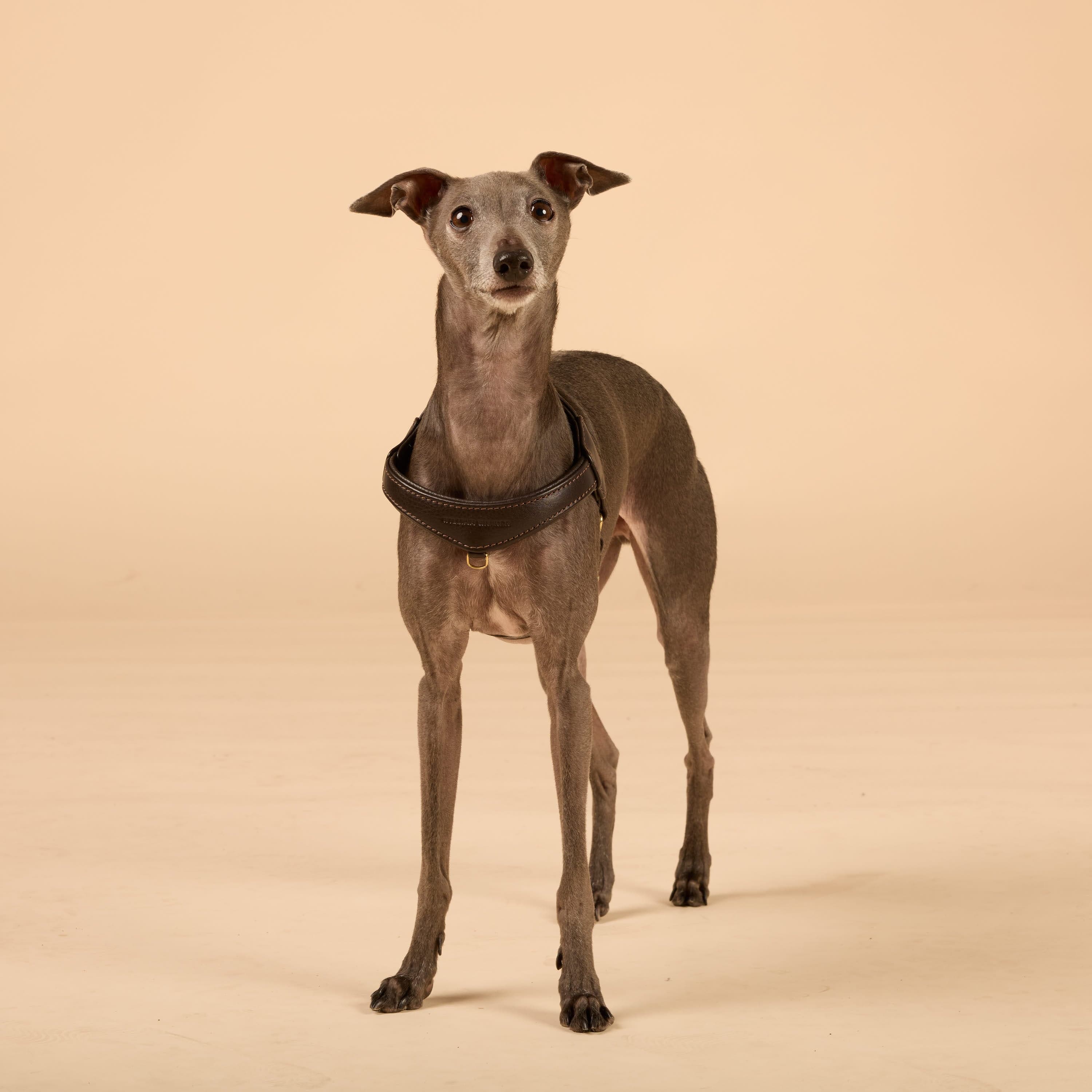 Step-In Leren Hondentuig Pico voor Kleine Honden - Image 78