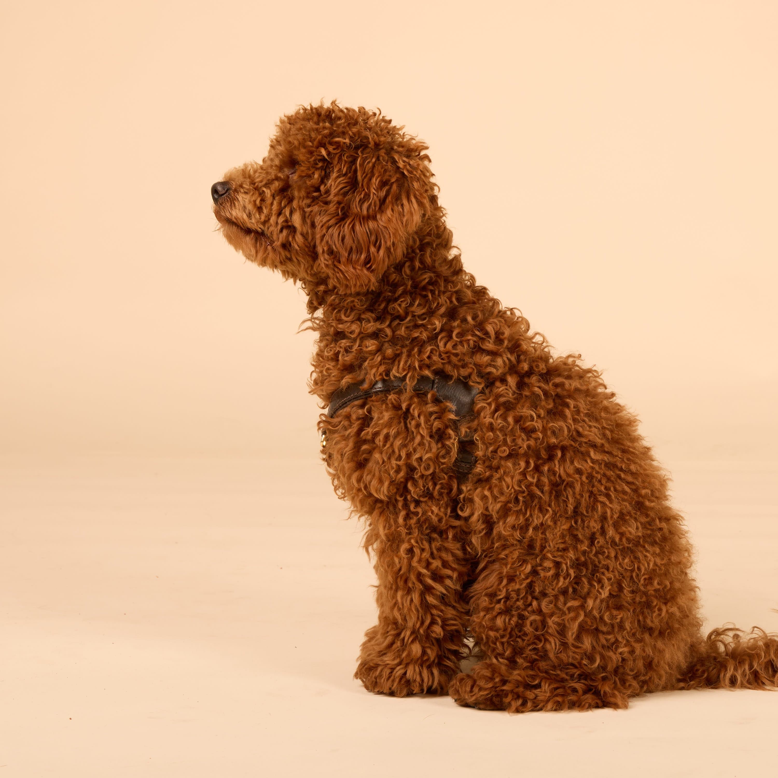 Step-In Leren Hondentuig Pico voor Kleine Honden - Image 82