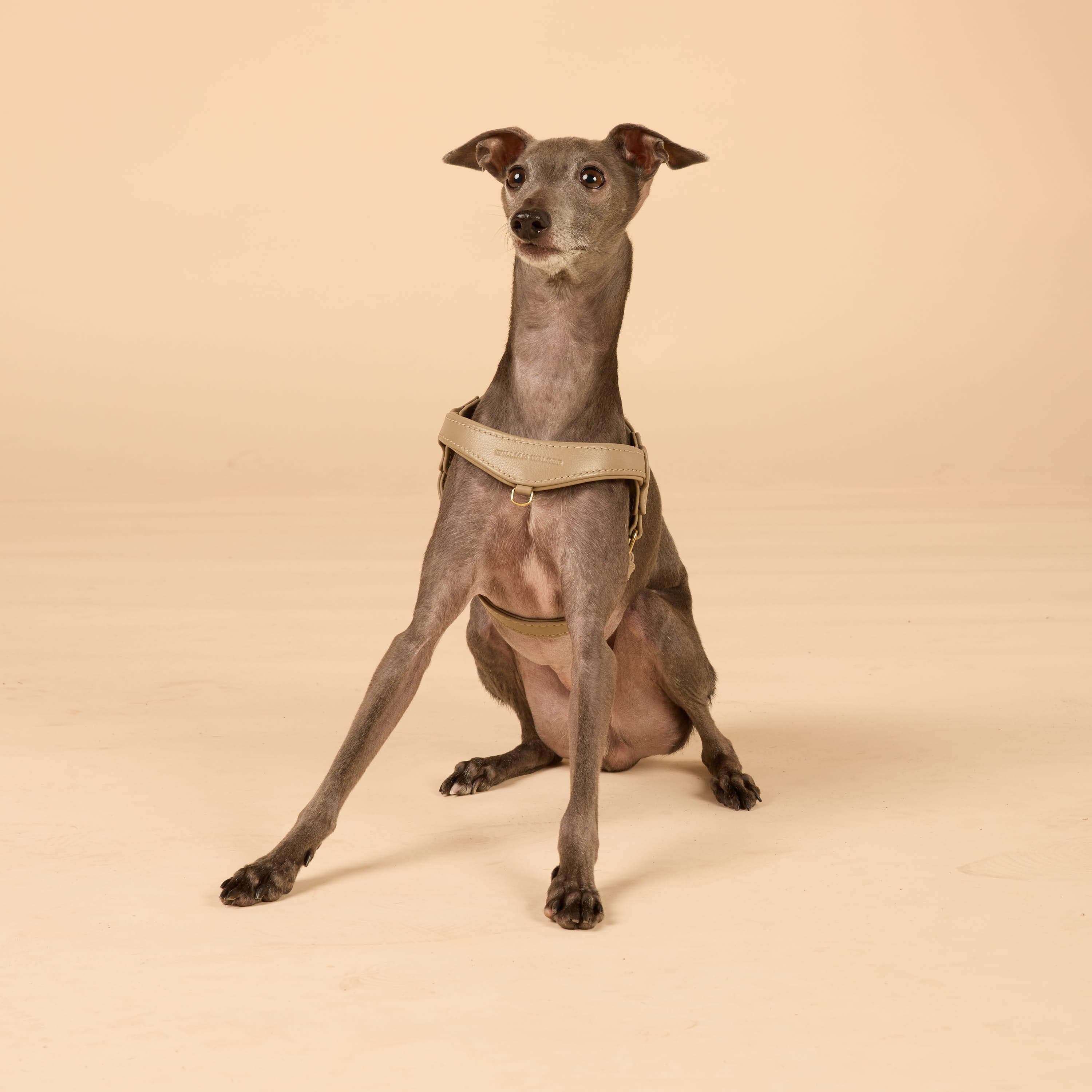 Step-In Leren Hondentuig Pico voor Kleine Honden - Image 83