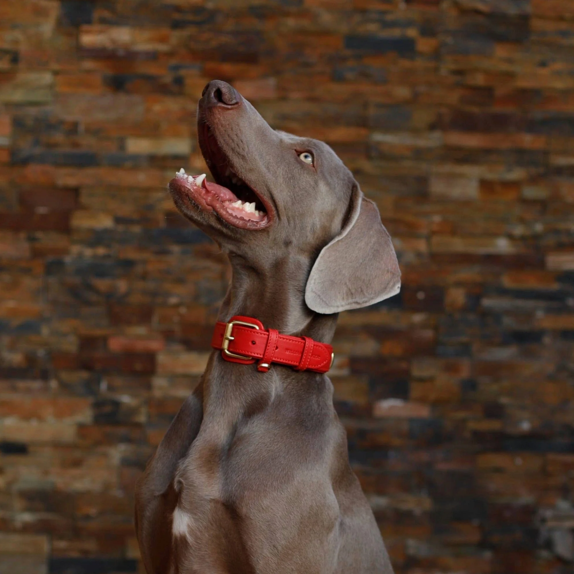 Leren halsband voor honden Chili (Rood) - Image 21