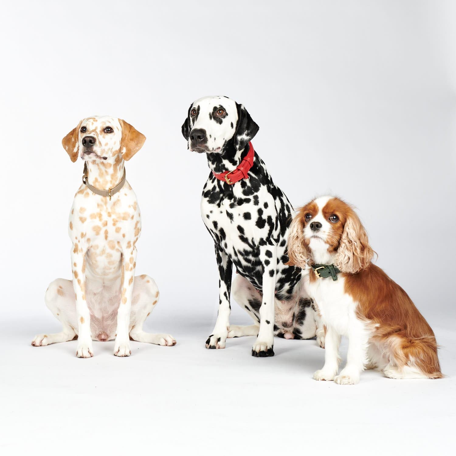 Premium Walking Set uit leer - Configurator Plain Collectie - Image 21