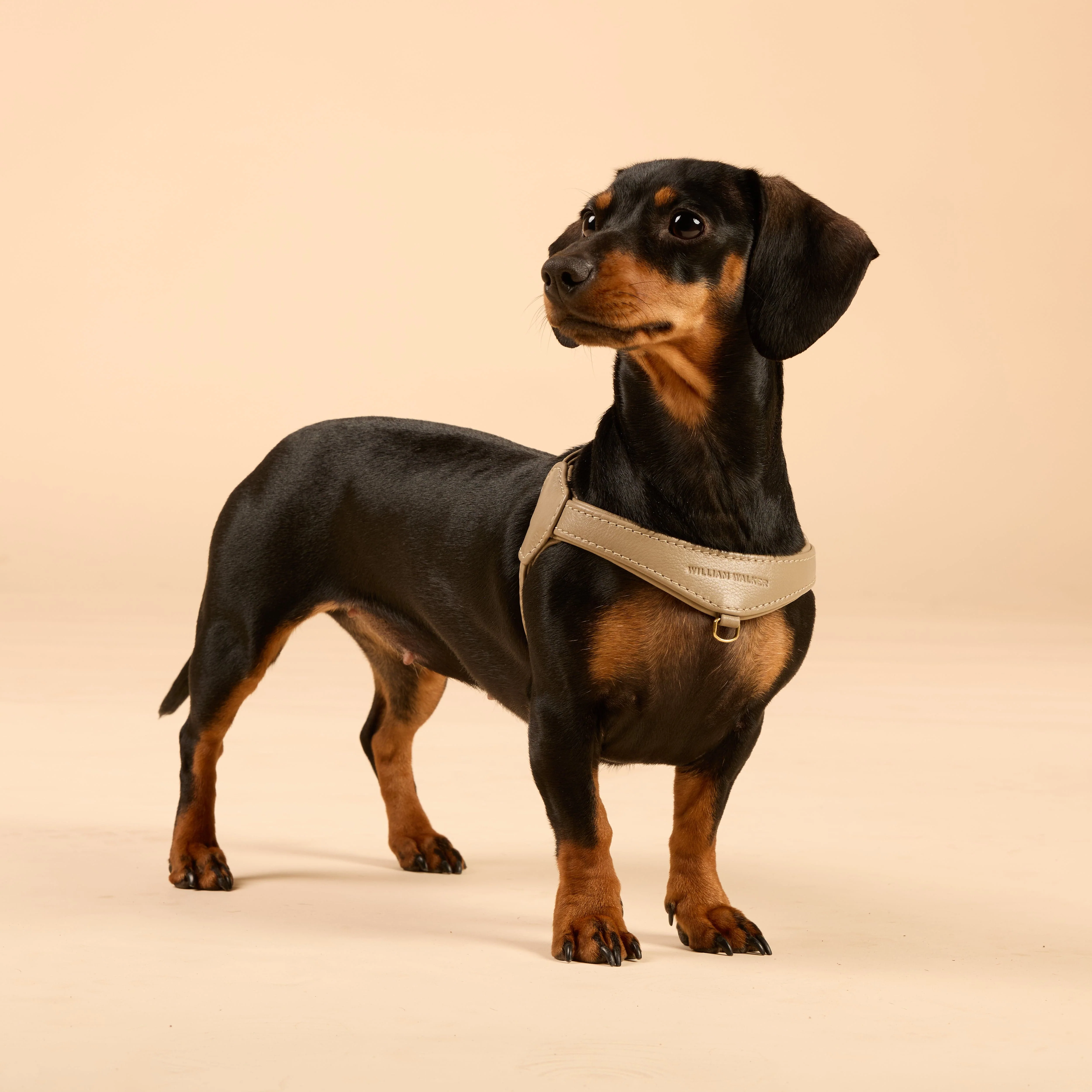 Premium Leerbundel Configurator voor kleine honden - Image 10