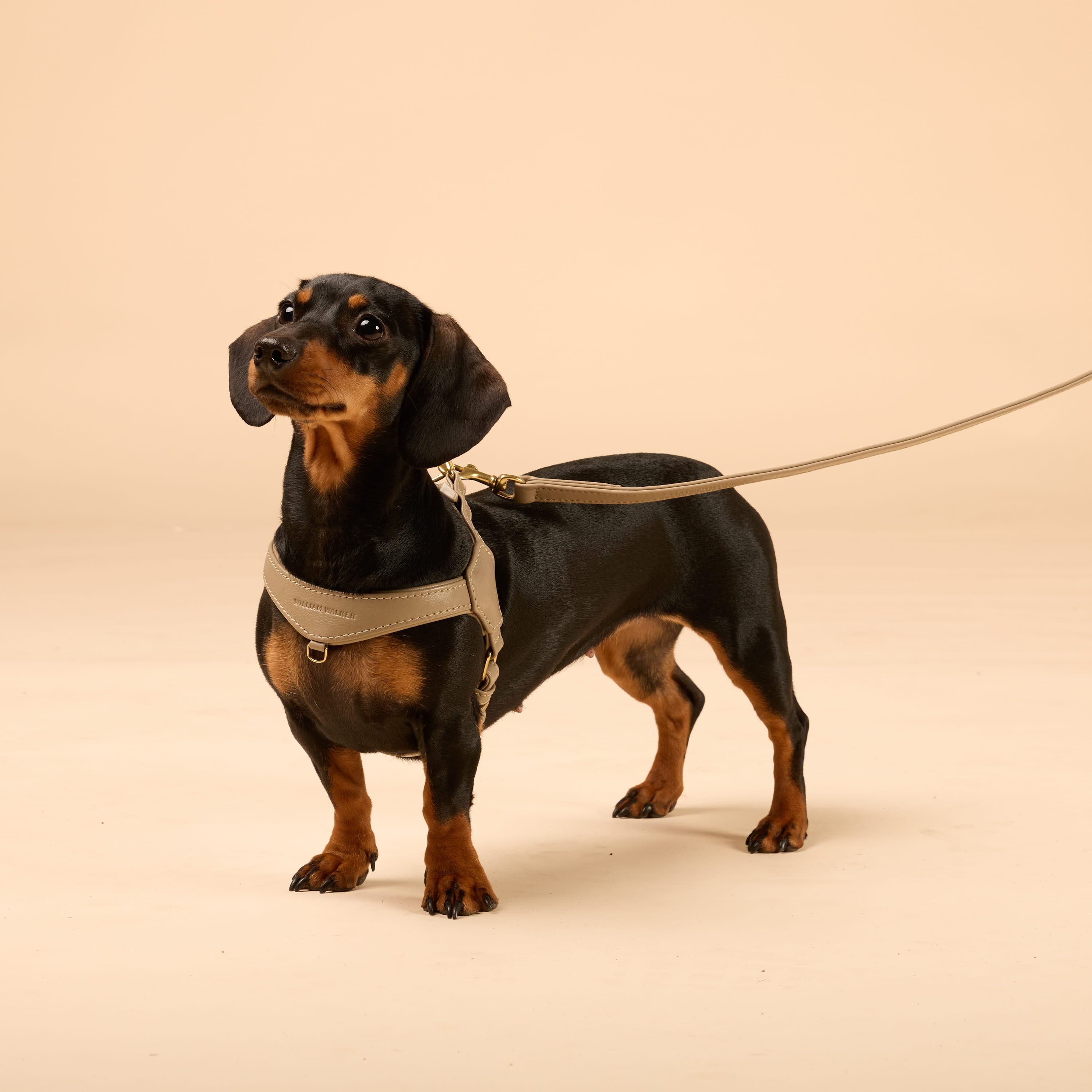 Step-In Leren Hondentuig Pico voor Kleine Honden - Image 11