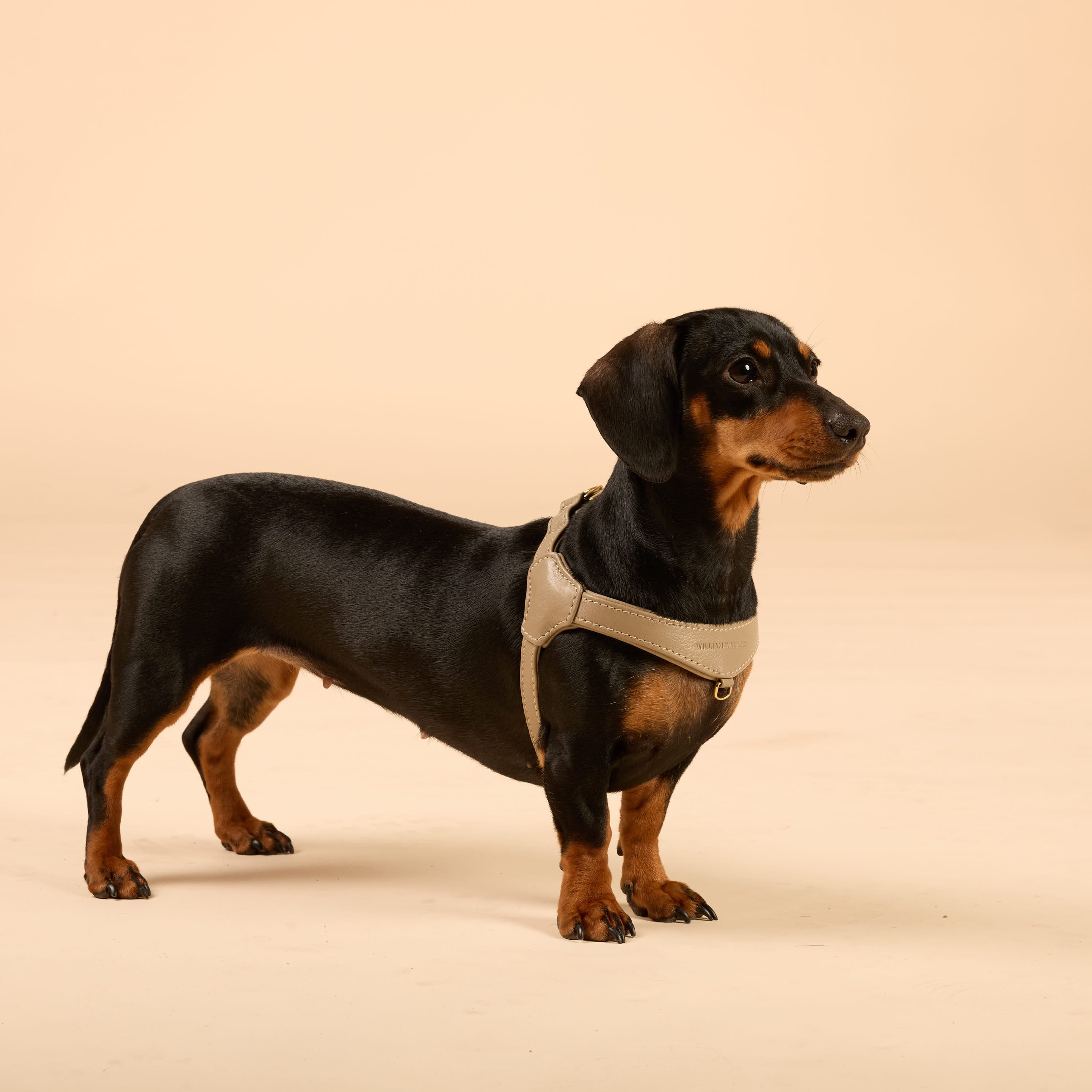 Step-In Leren Hondentuig Pico voor Kleine Honden - Image 84