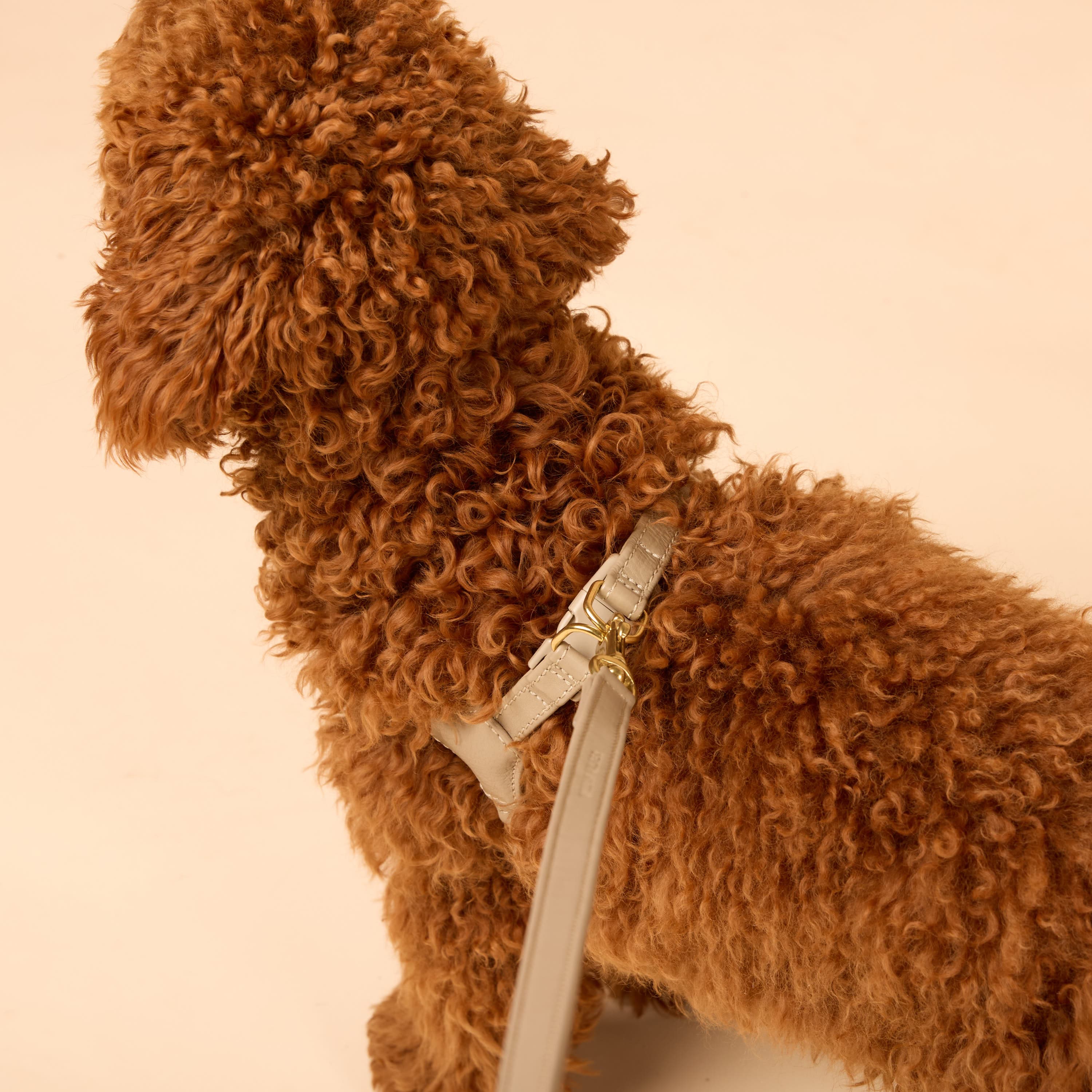 Step-In Leren Hondentuig Pico voor Kleine Honden - Image 85