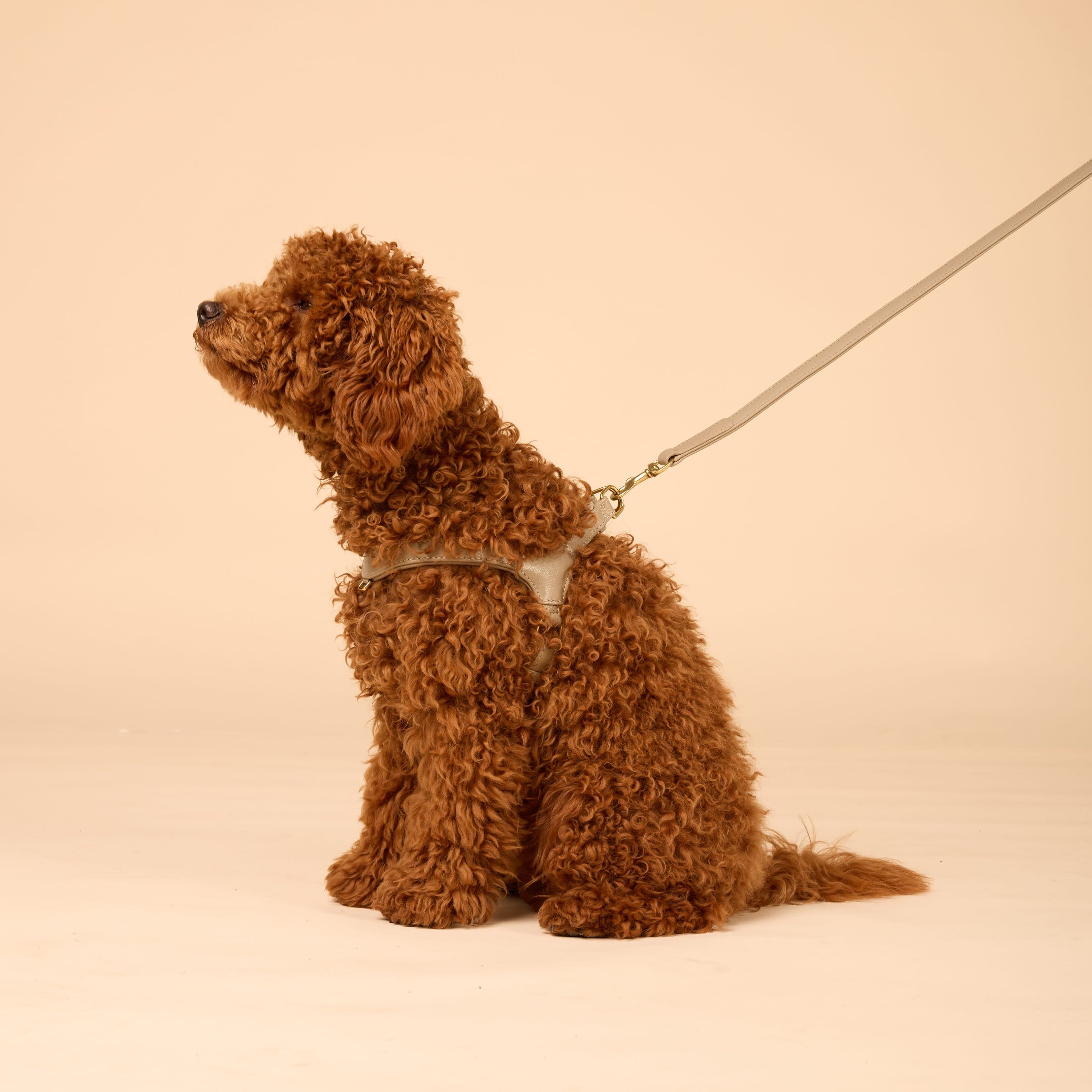 Step-In Leren Hondentuig Pico voor Kleine Honden - Image 86