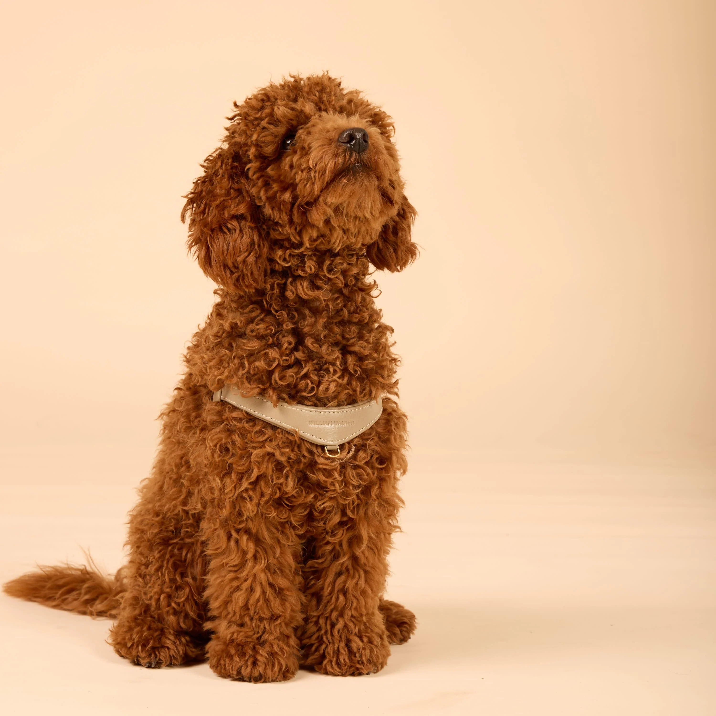 Step-In Leren Hondentuig Pico voor Kleine Honden - Image 12