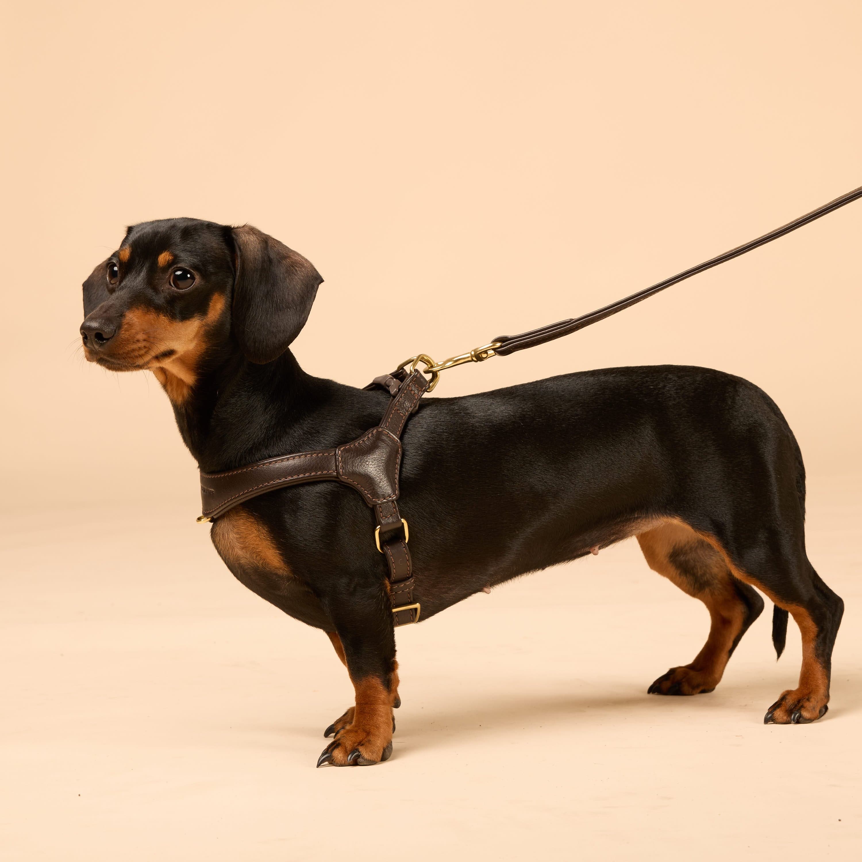 Step-In Leren Hondentuig Pico voor Kleine Honden - Image 79