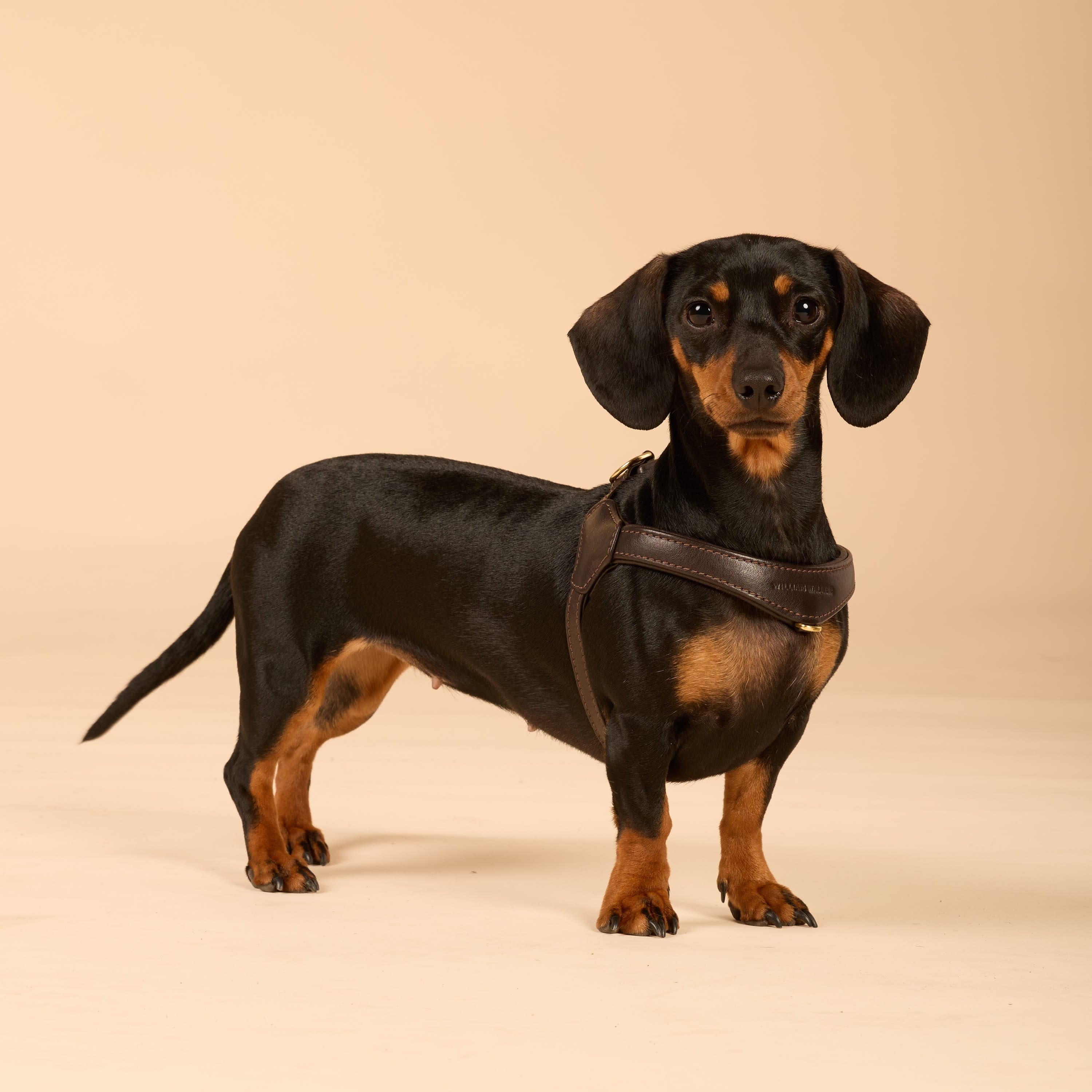 Step-In Leren Hondentuig Pico voor Kleine Honden - Image 80