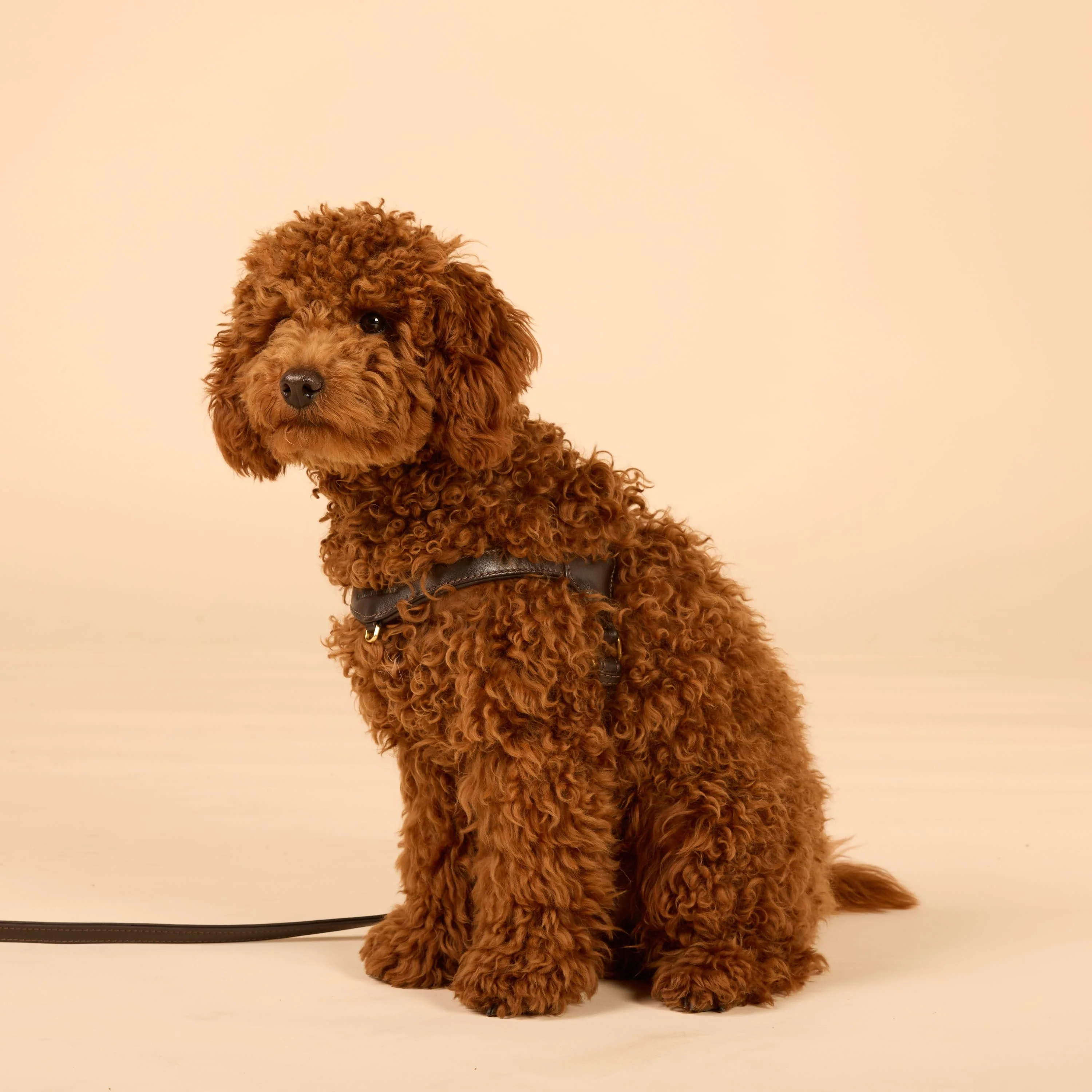 Step-In Leren Hondentuig Pico voor Kleine Honden - Image 81
