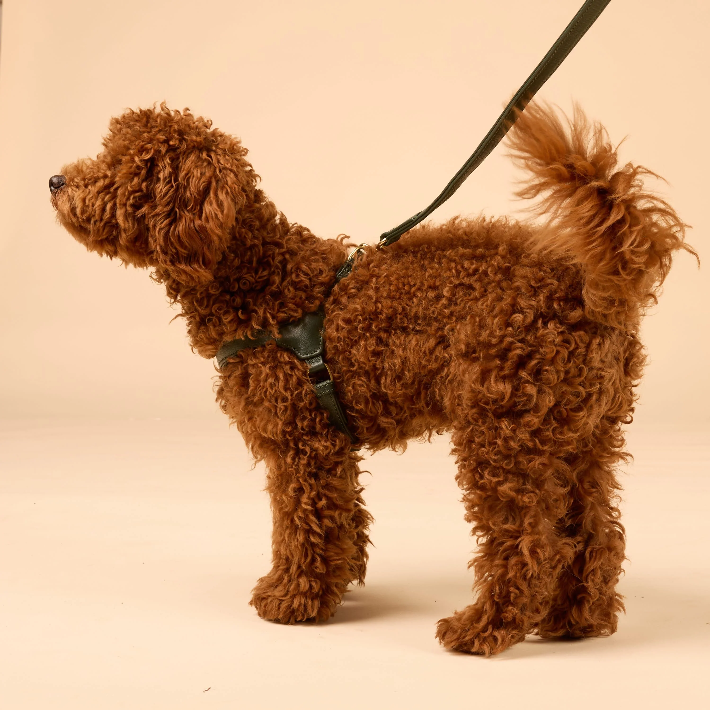 Step-In Leren Hondentuig Pico voor Kleine Honden - Image 23