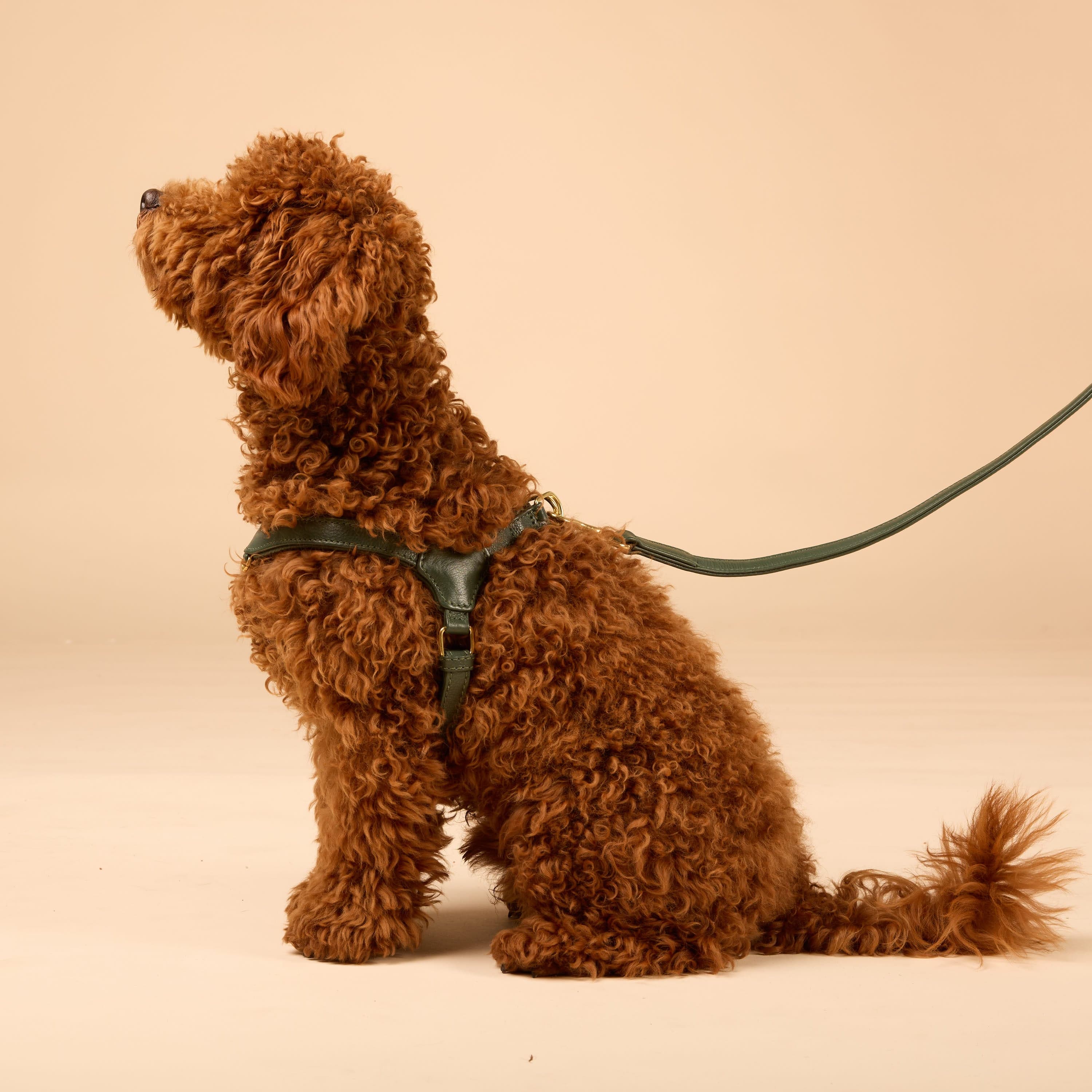 Step-In Leren Hondentuig Pico voor Kleine Honden - Image 24