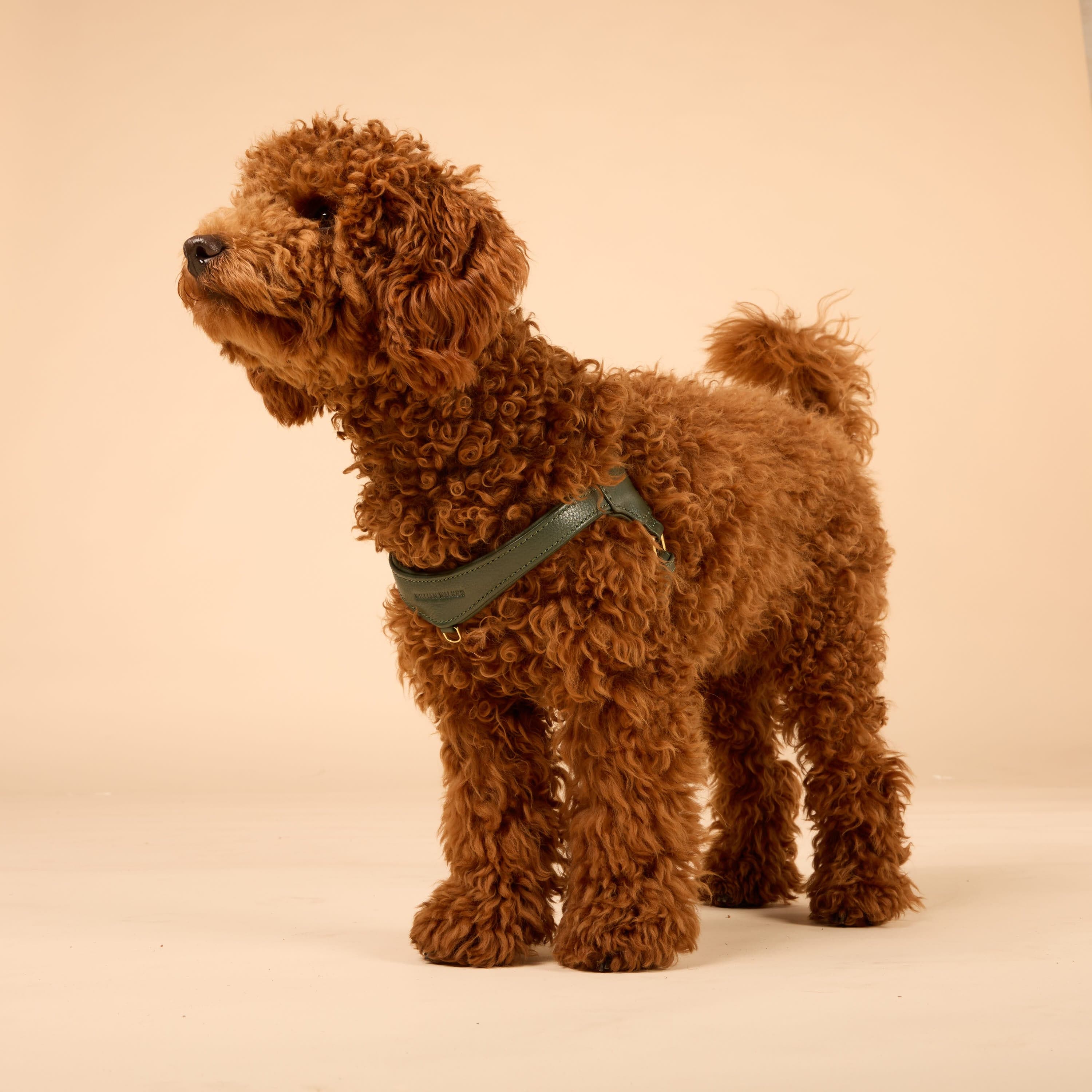 Step-In Leren Hondentuig Pico voor Kleine Honden - Image 77