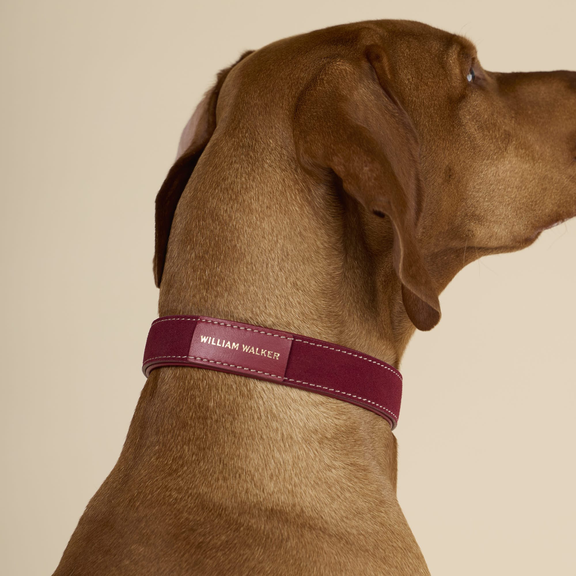 Suède halsband Lambrusco (Bordeauxrood) - Image 5