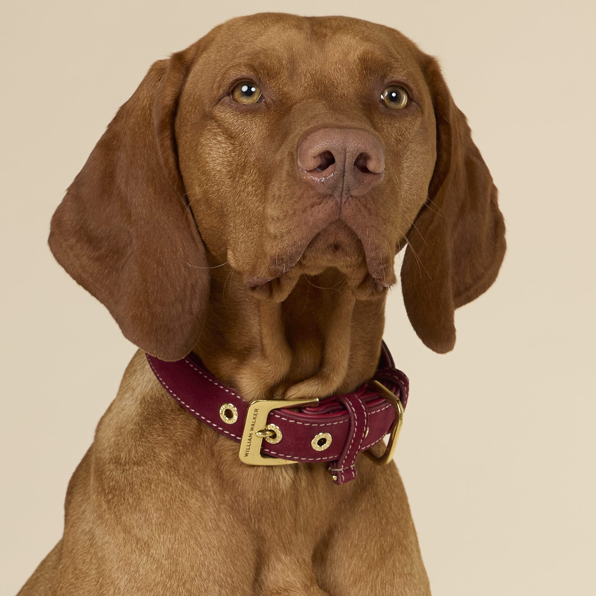 Suède halsband Lambrusco (Bordeauxrood) - Image 6